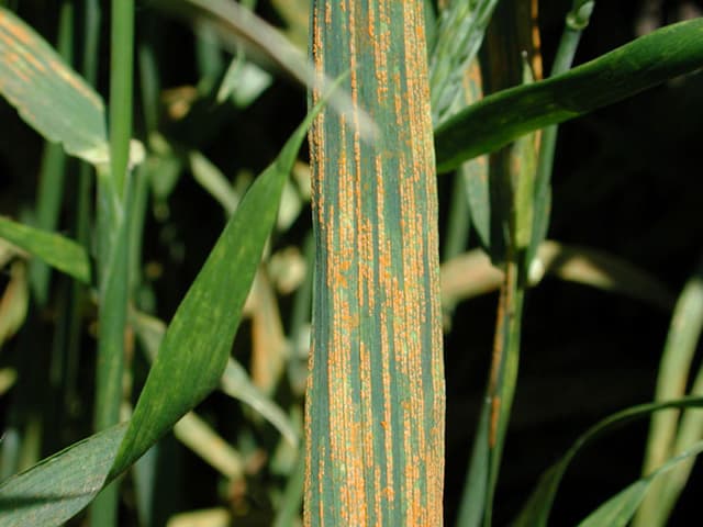 Imagine cu rugina liniei pe frunză de grâu pentru ghidul AgroDex despre boală