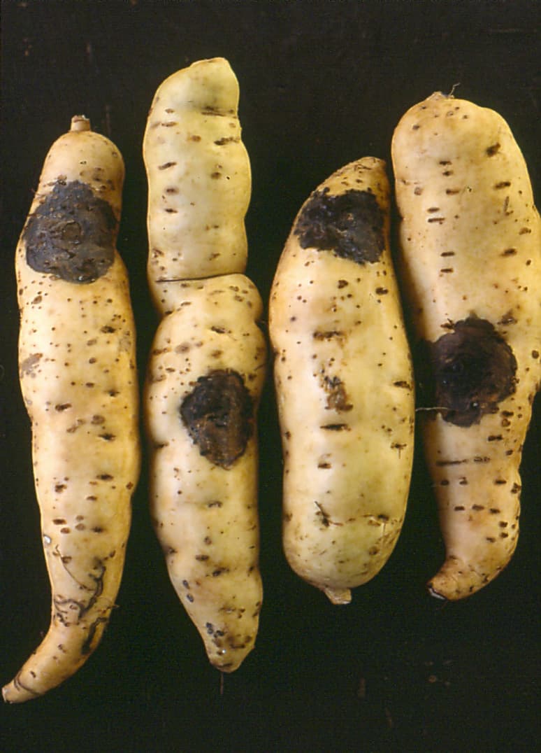 Imagine pentru Putregaiul Cartofului Dulce: Sweet potato ceratocystis