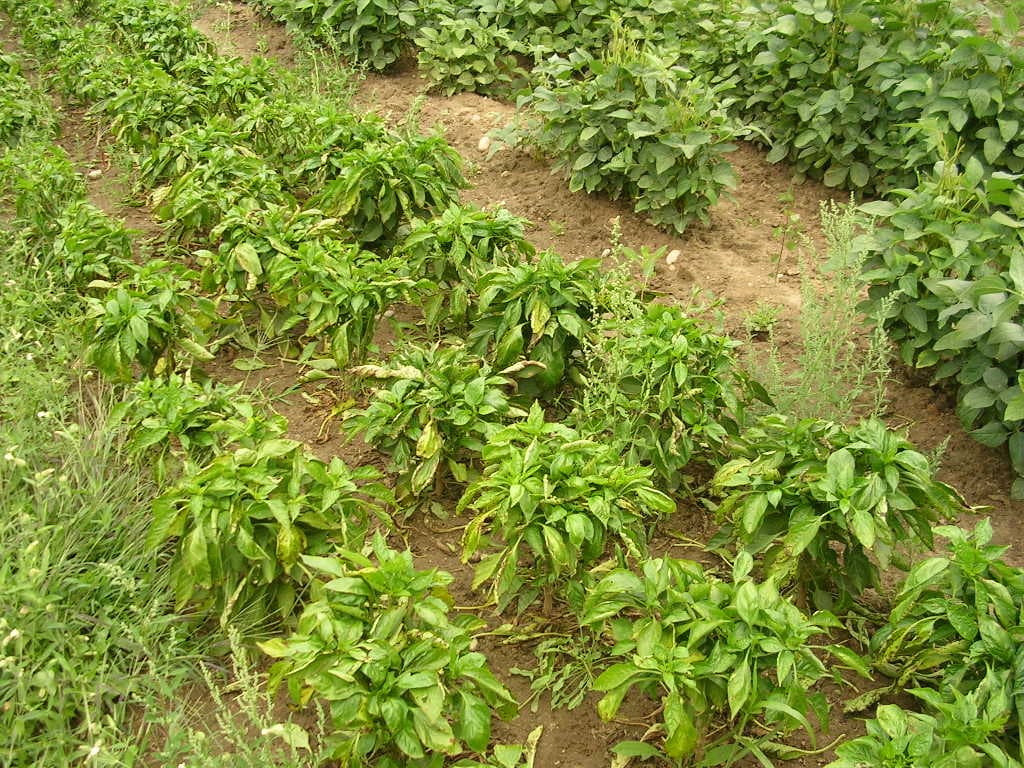 Imagine cu pătare bacteriană pe frunză pentru ghidul AgroDex despre bacterioză