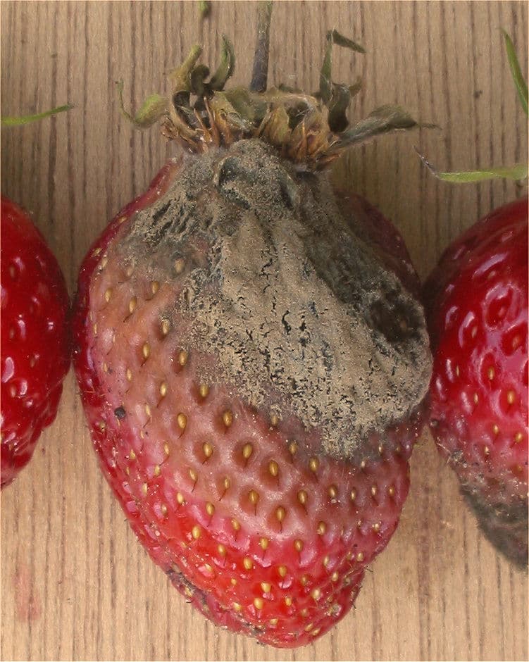 Imagine pentru Putregaiul Fructelor Moi: Aardbei Lambada vruchtrot Botrytis cinerea
