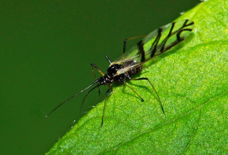 Imagine pentru Afide La Ceapa Verde: Onion aphid