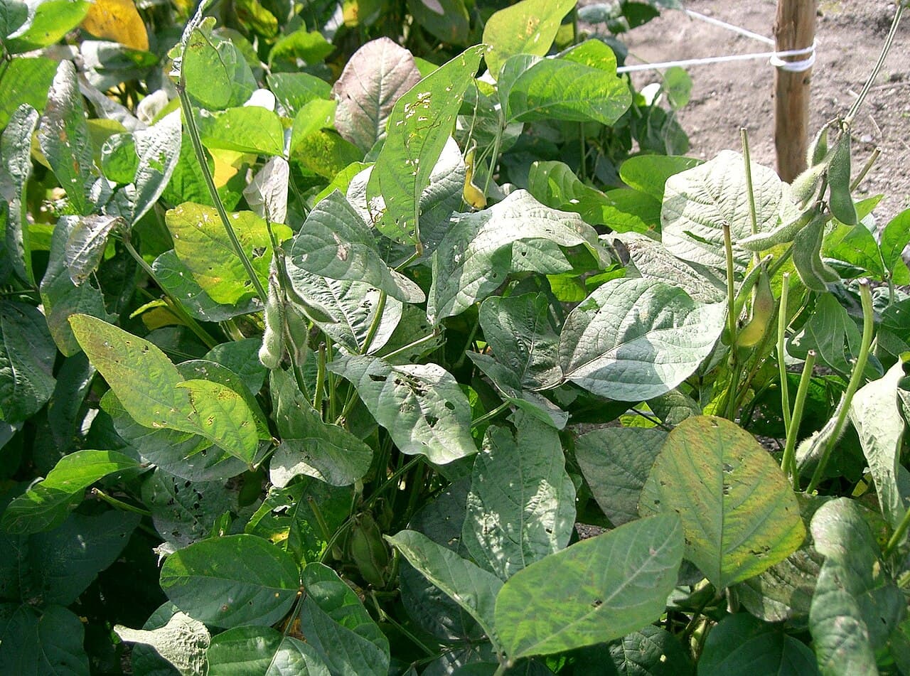 Imagine cu plantă de soia Glycine max pentru ghidul AgroDex despre cultura soiei