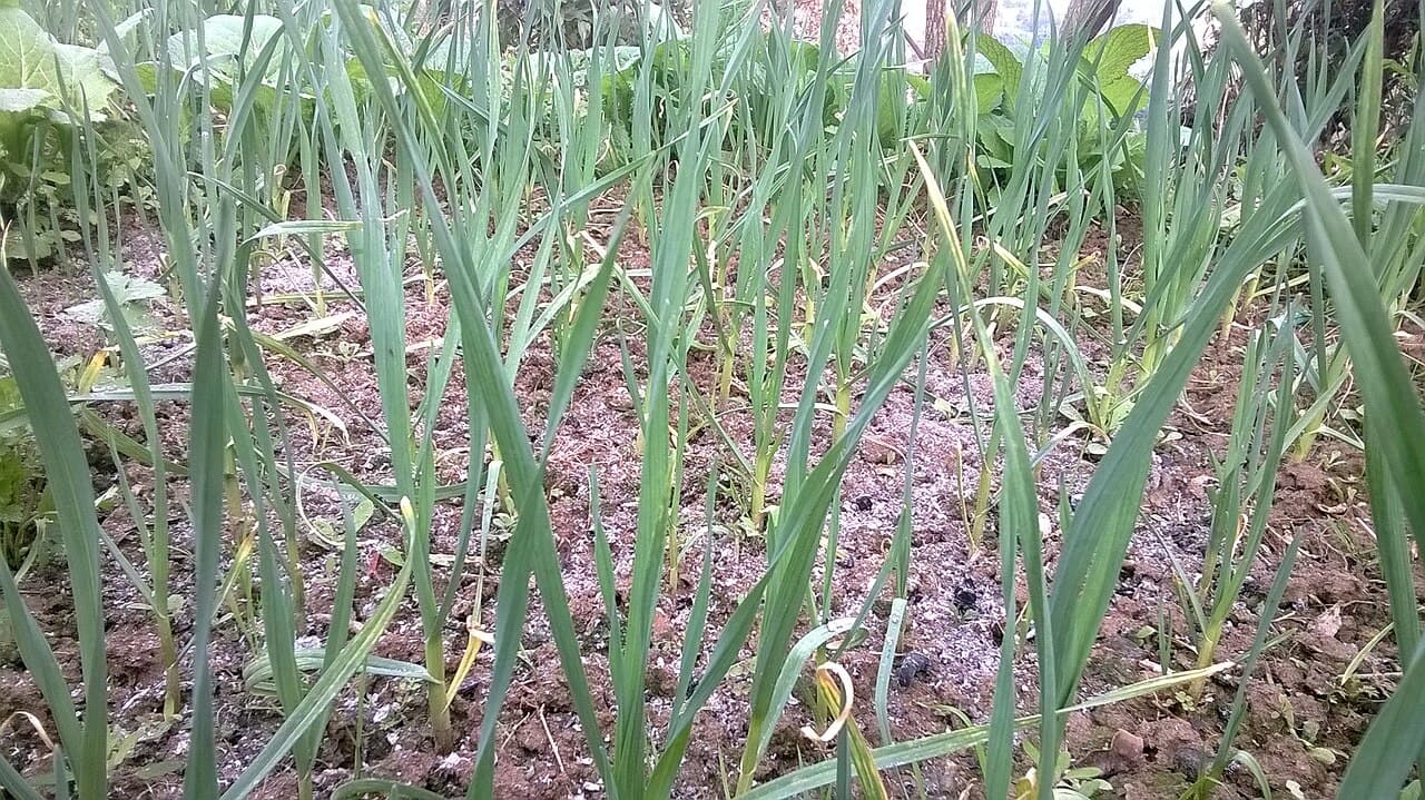 Imagine cu câmp de usturoi pentru ghidul AgroDex despre cultura usturoiului