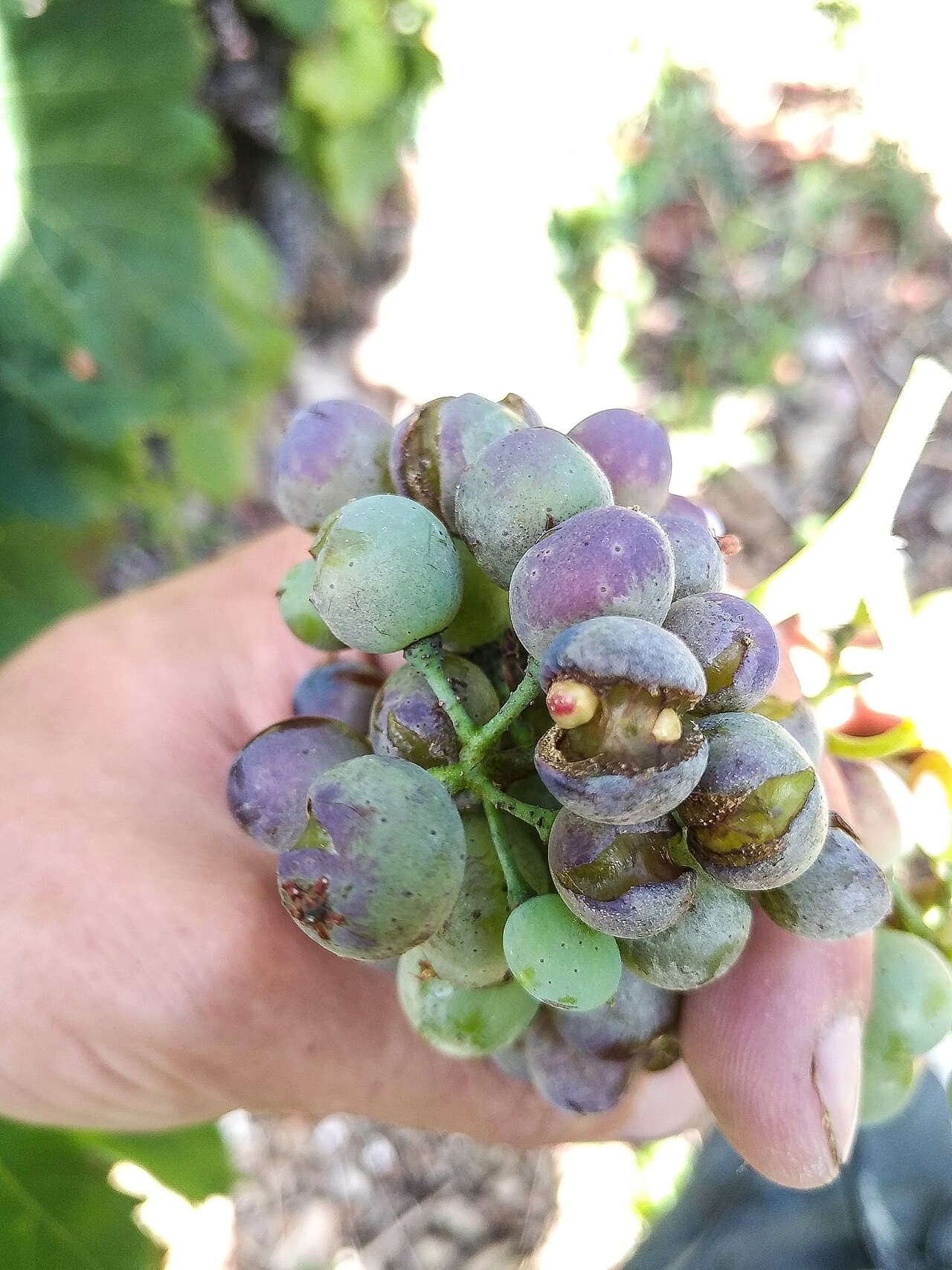 Imagine pentru Fainare La Vita De Vie: Oidium vigne
