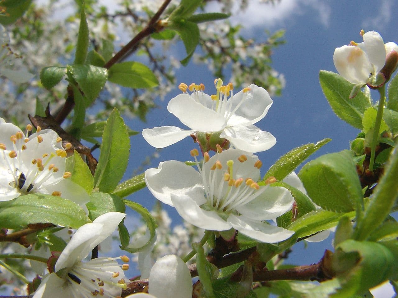 Imagine pentru Prun: Prunus 2
