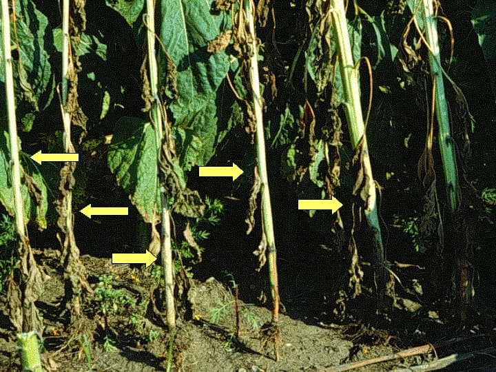 Floarea-soarelui cu simptome de ofilire Sclerotinia la baza tulpinii.