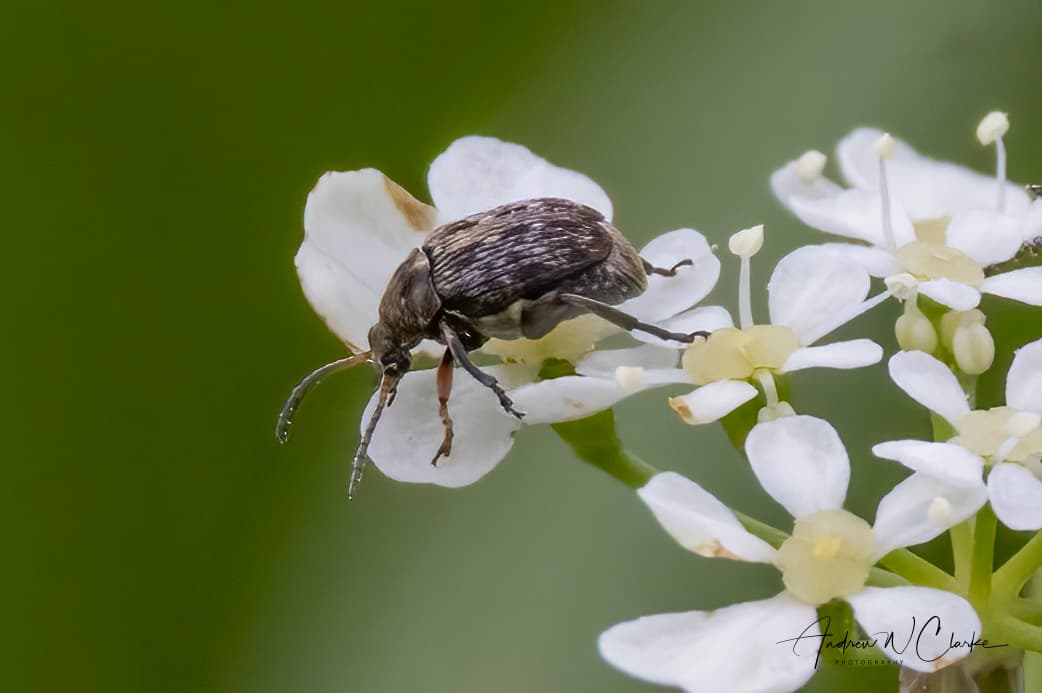 Adult de Bruchus rufimanus, gargarita bobului.