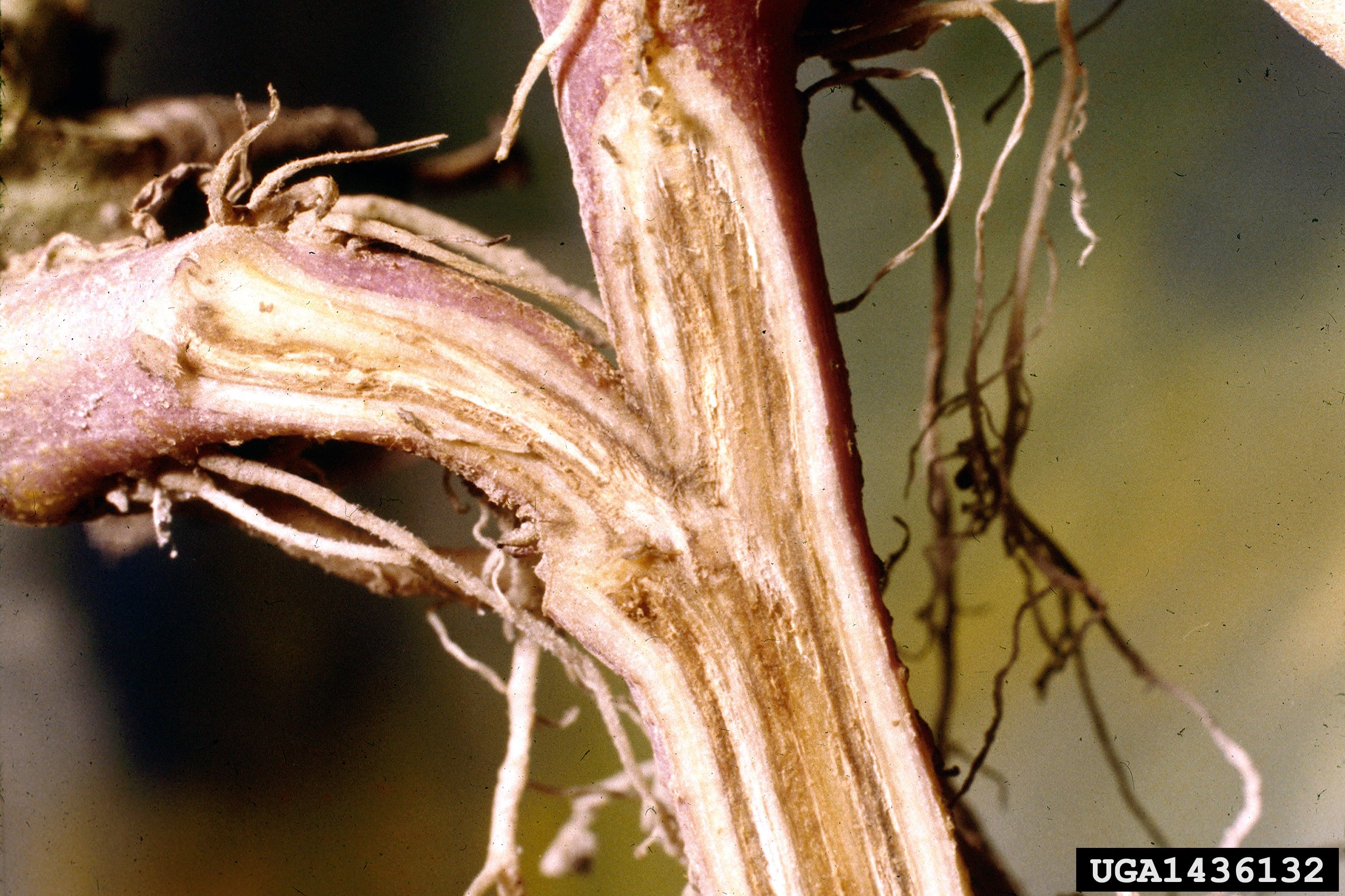Fusarium wilt stem rot pe cartof dulce, cu discolorare vasculara vizibila.