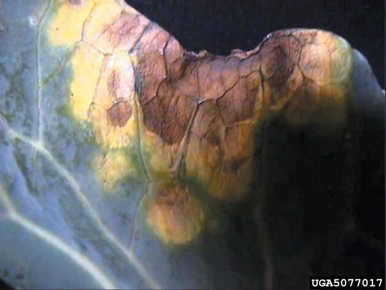Frunza de crucifera cu simptome de putregai negru produs de Xanthomonas campestris.