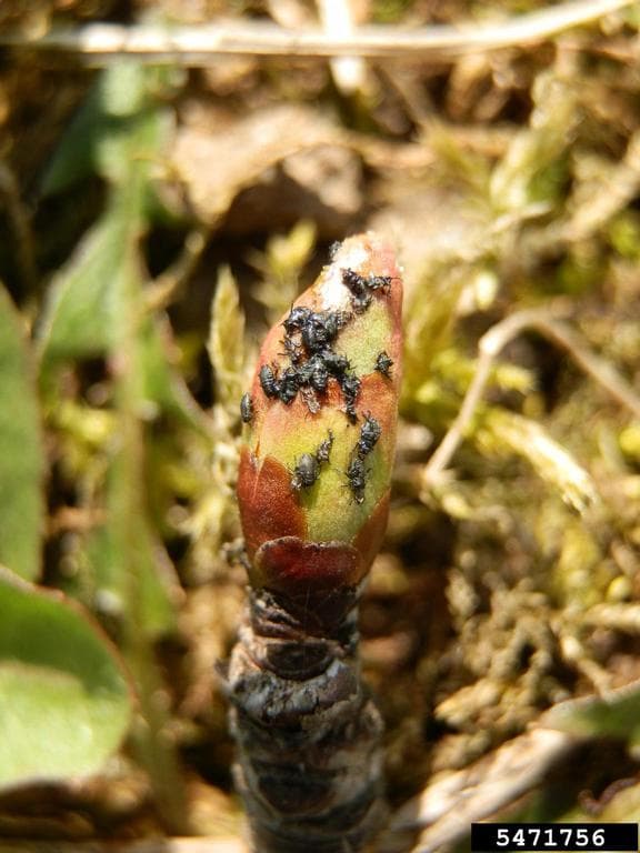 Afide la visin: colonie de Myzus cerasi pe mugur de Prunus.