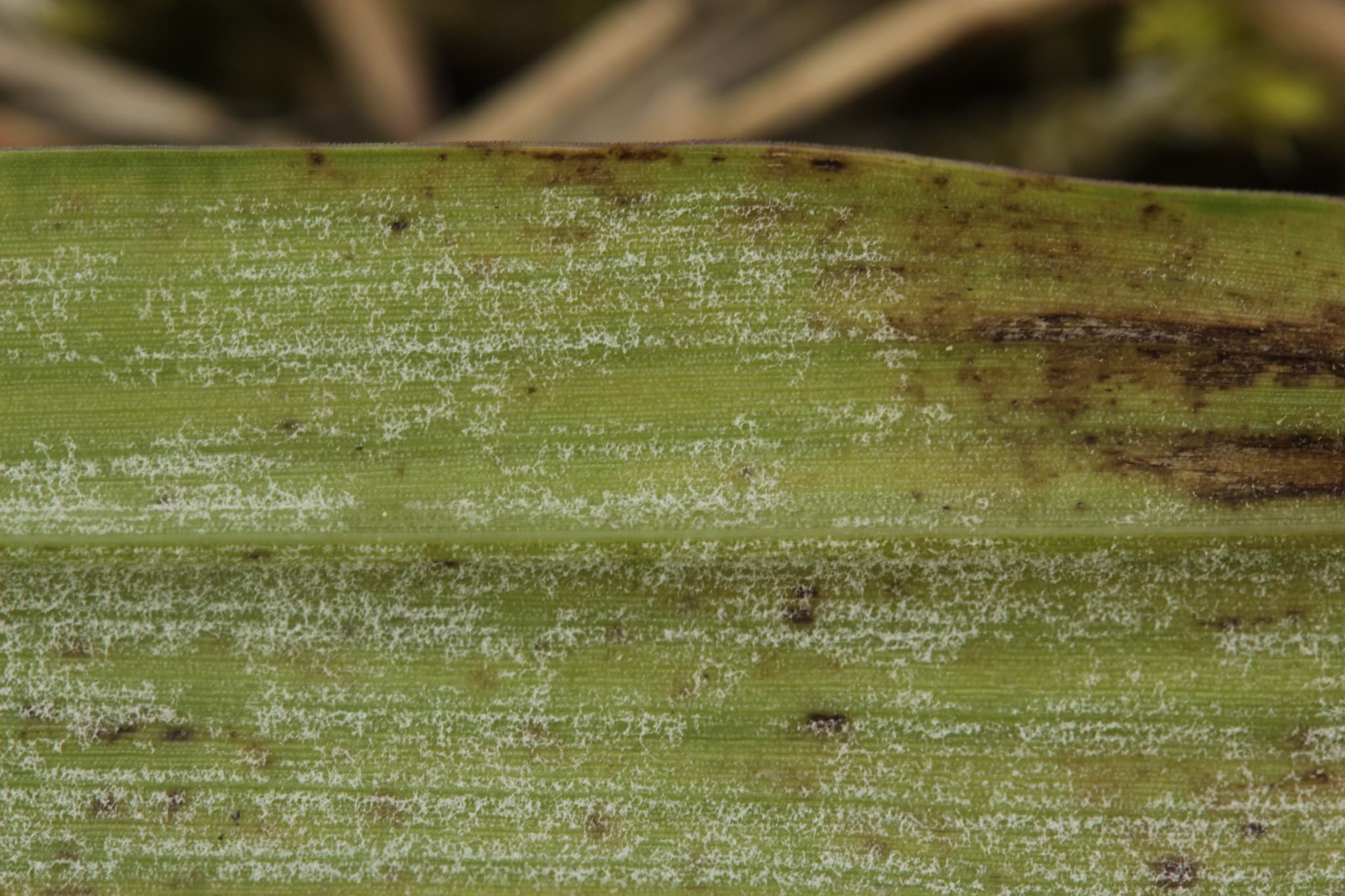 Mană la ovăz furajer: Sclerospora graminicola pe Echinochloa, fallback Poaceae pentru ovăz furajer.