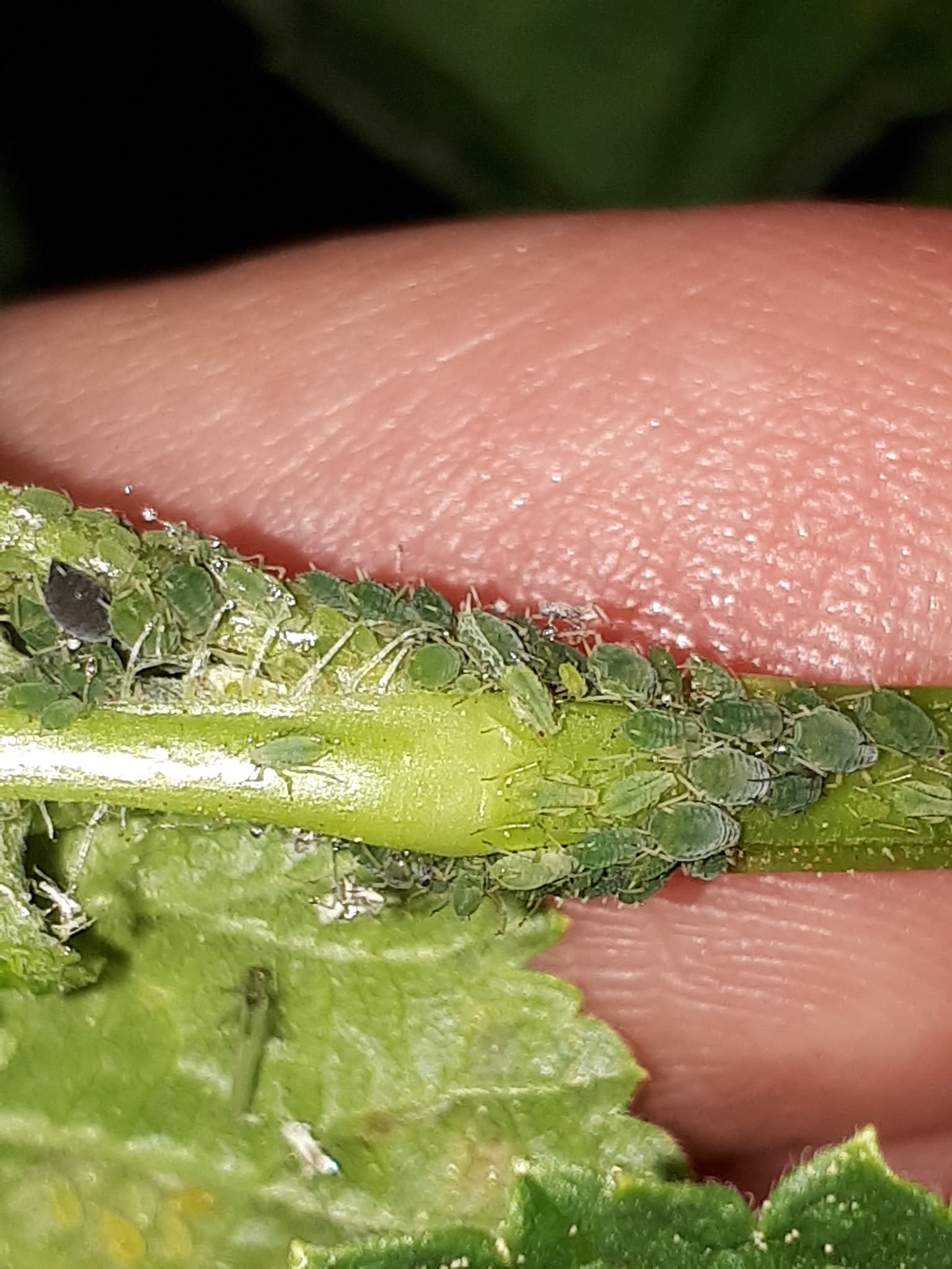 Afide la agris: Aphis grossulariae on Ribes