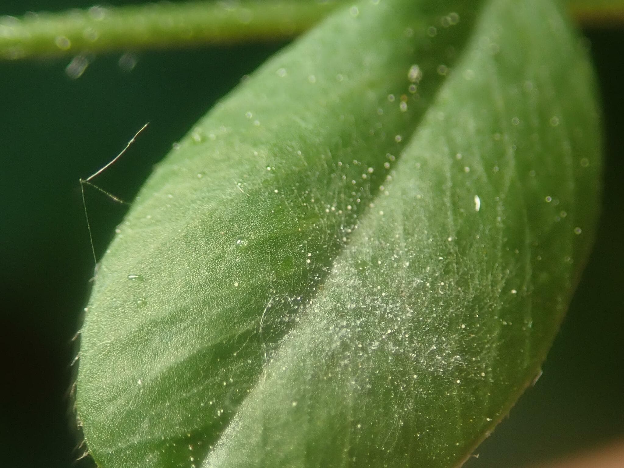 Fainare la borceag de toamna: Erysiphe pisi on Vicia sativa leaf