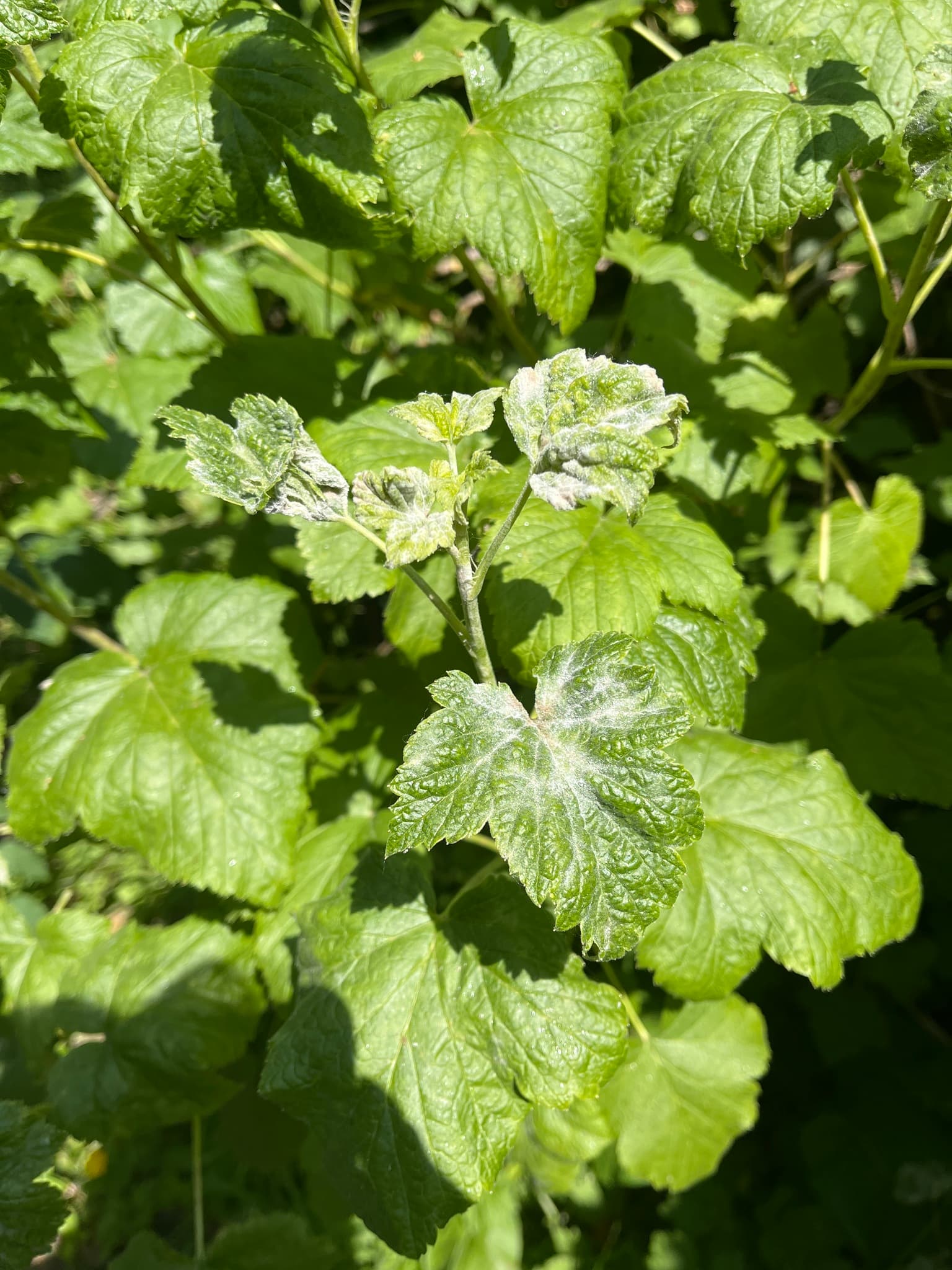 Fainare la coacaz rosu: Podosphaera mors-uvae pe Ribes rubrum