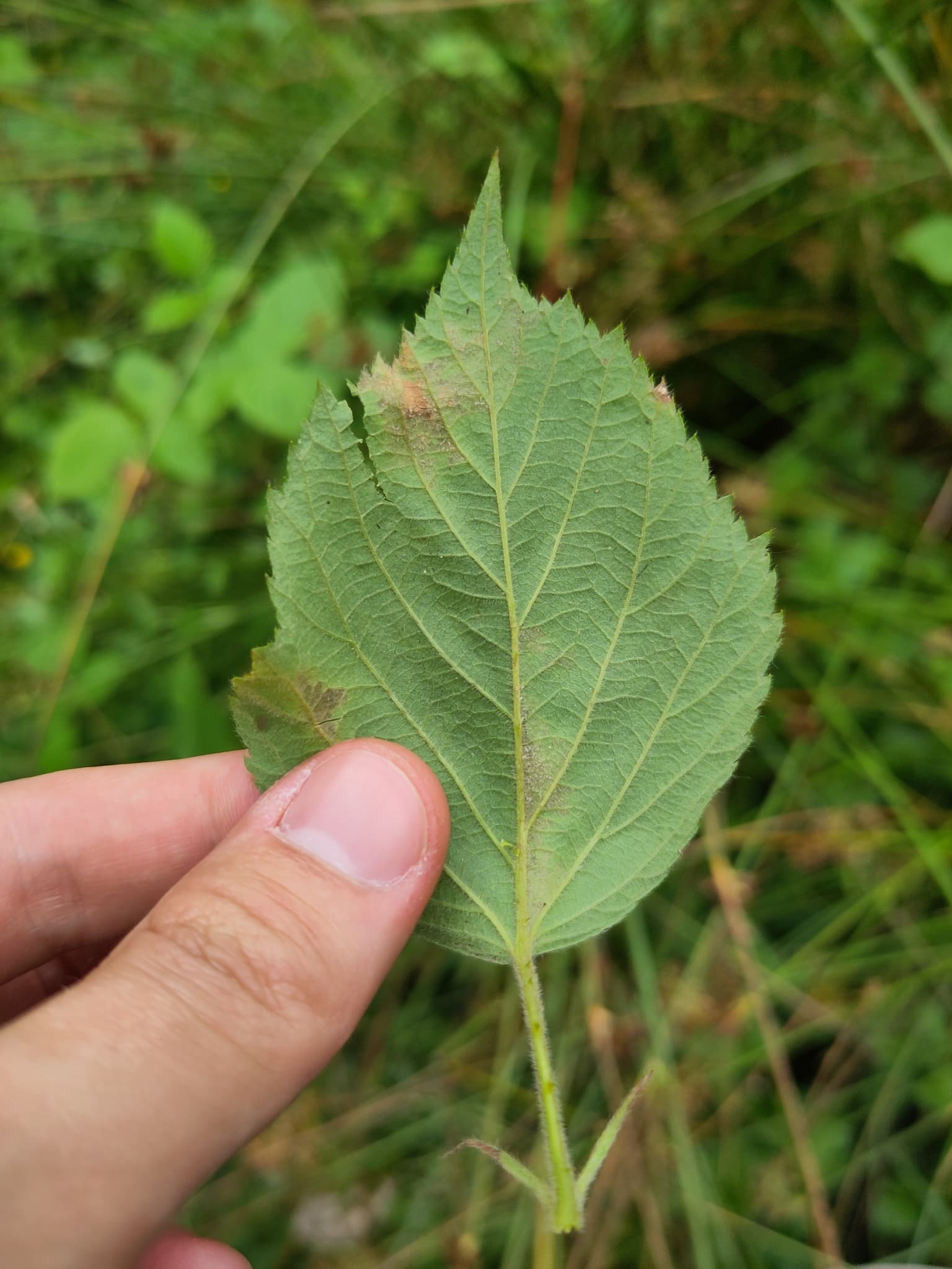 Peronospora sparsa downy mildew on Rubus fruticosus aggregate