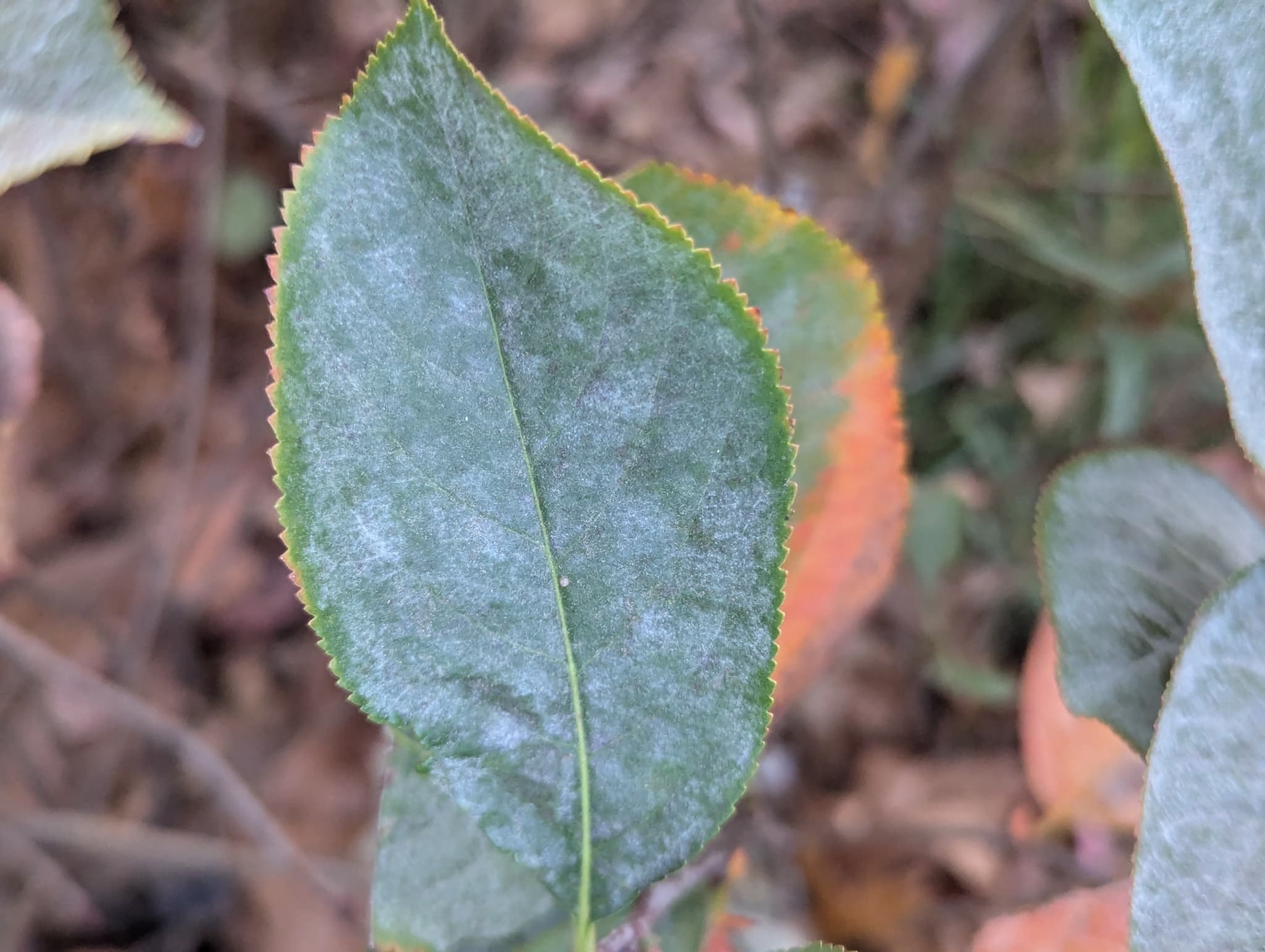 Fainarea aroniei: Podosphaera on Aronia leaf