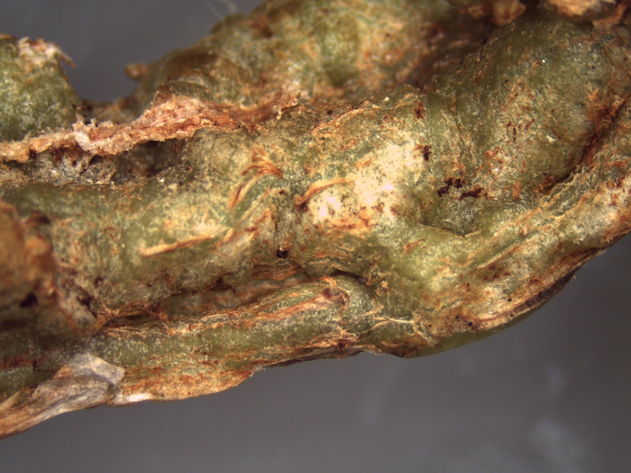 Bean fly damage symptoms in the stem of yard long bean.