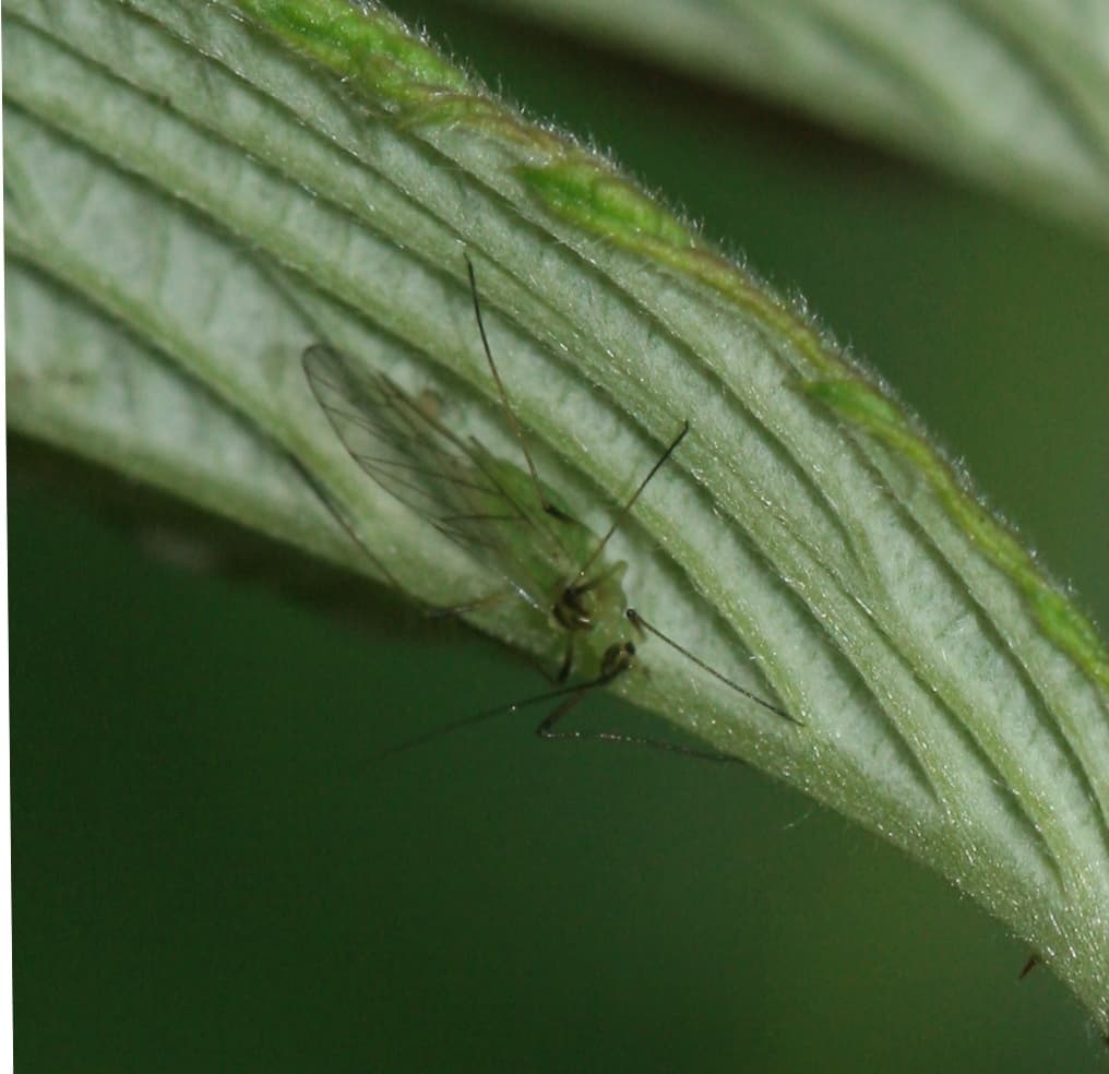 Afid mare al zmeurului, Amphorophora idaei, pe Rubus.