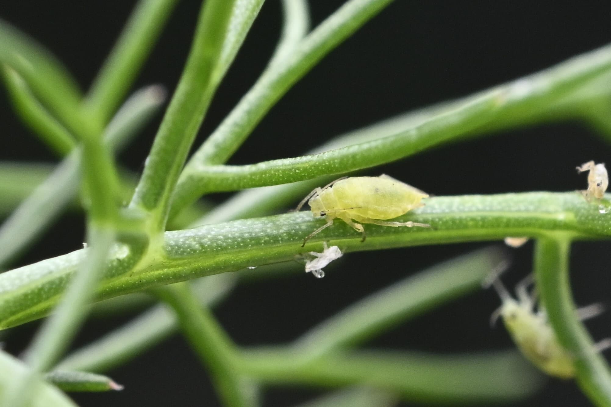 Carrot aphid on fennel foliage.