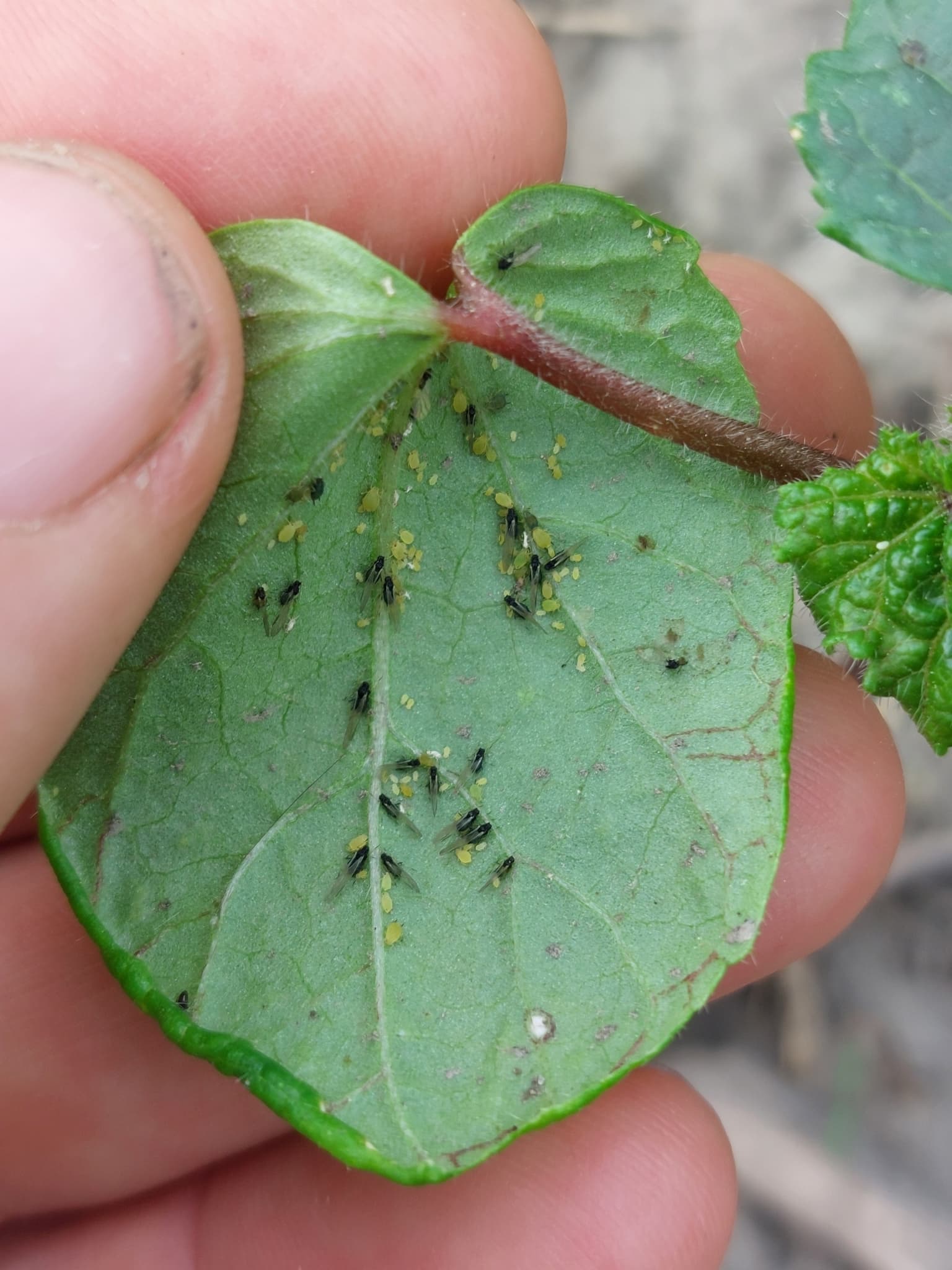 Aphis gossypii pe bame, Abelmoschus esculentus.
