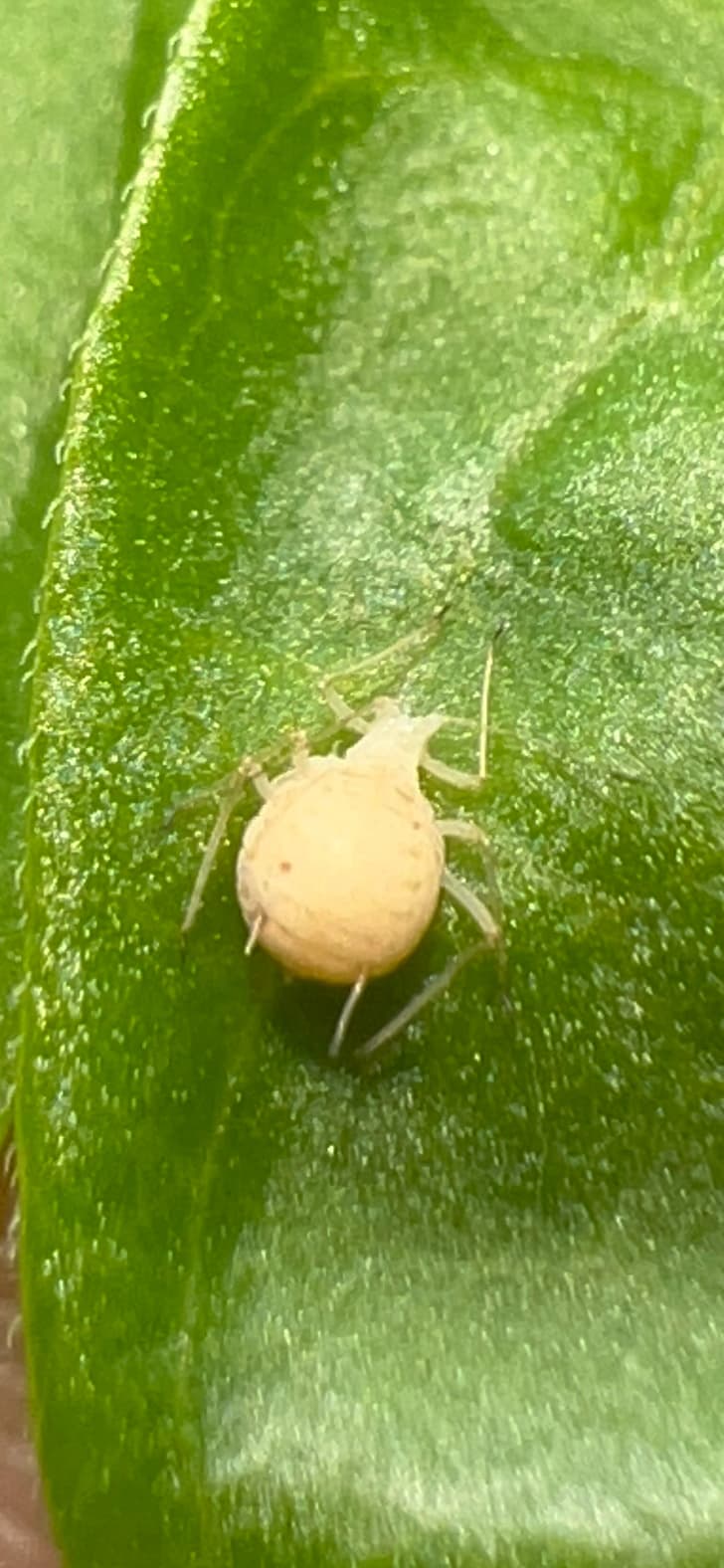 Afide la ardei: afid pe frunză de Capsicum annuum.