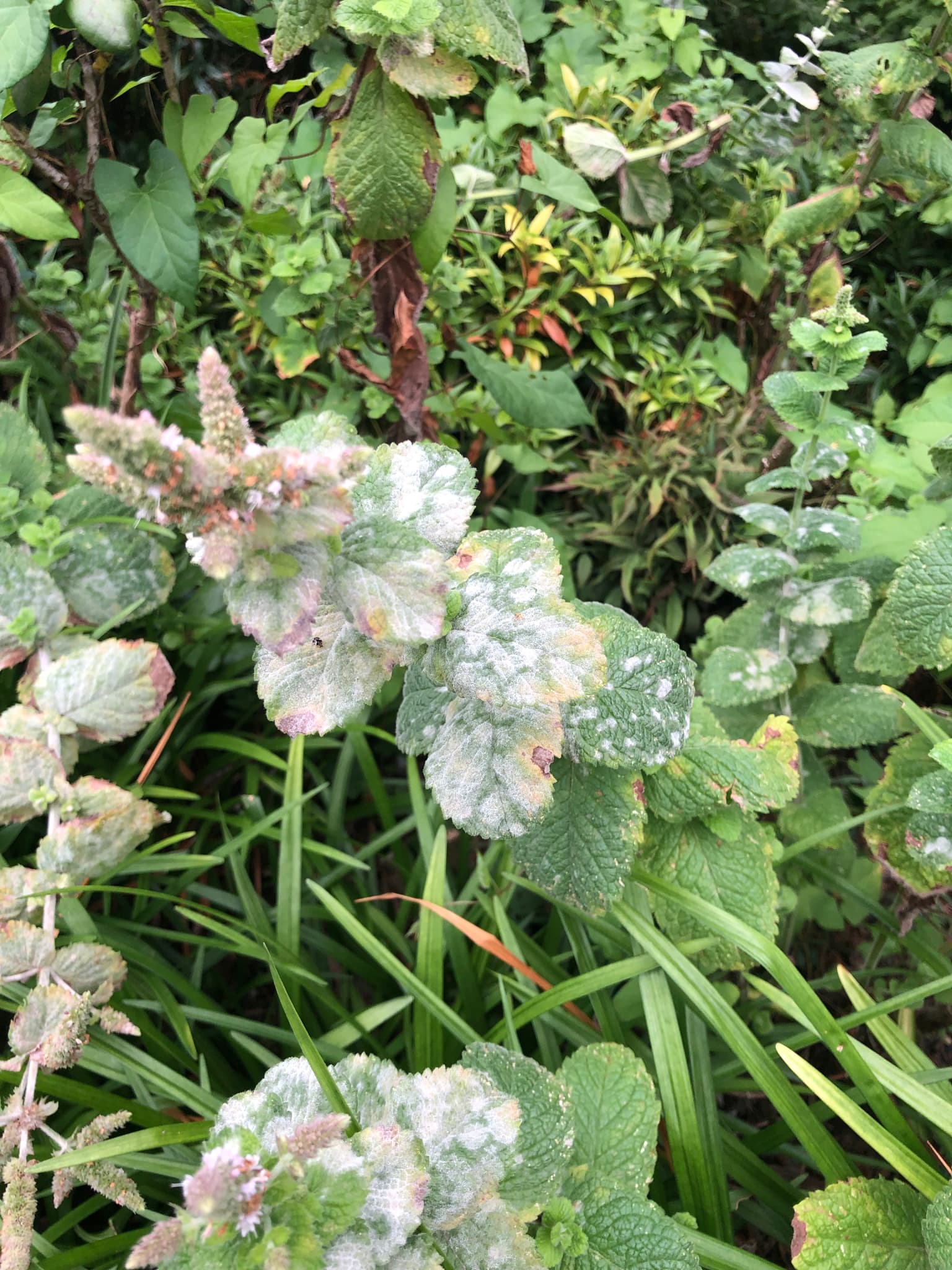 Făinare la oregano: făinare pe mentă, fallback Lamiaceae pentru oregano.