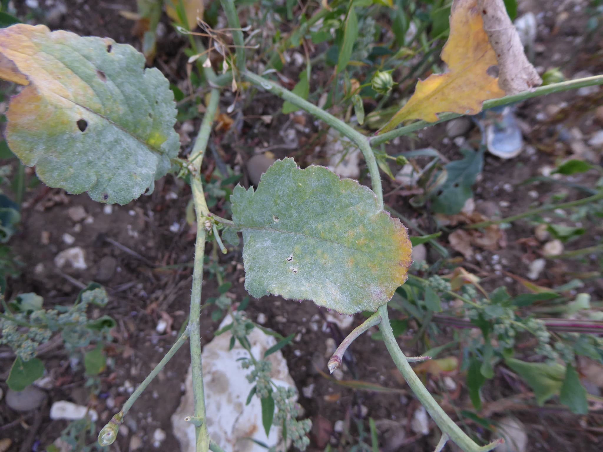 Fainare la ridiche neagra: Erysiphe radulescui on Raphanus foliage