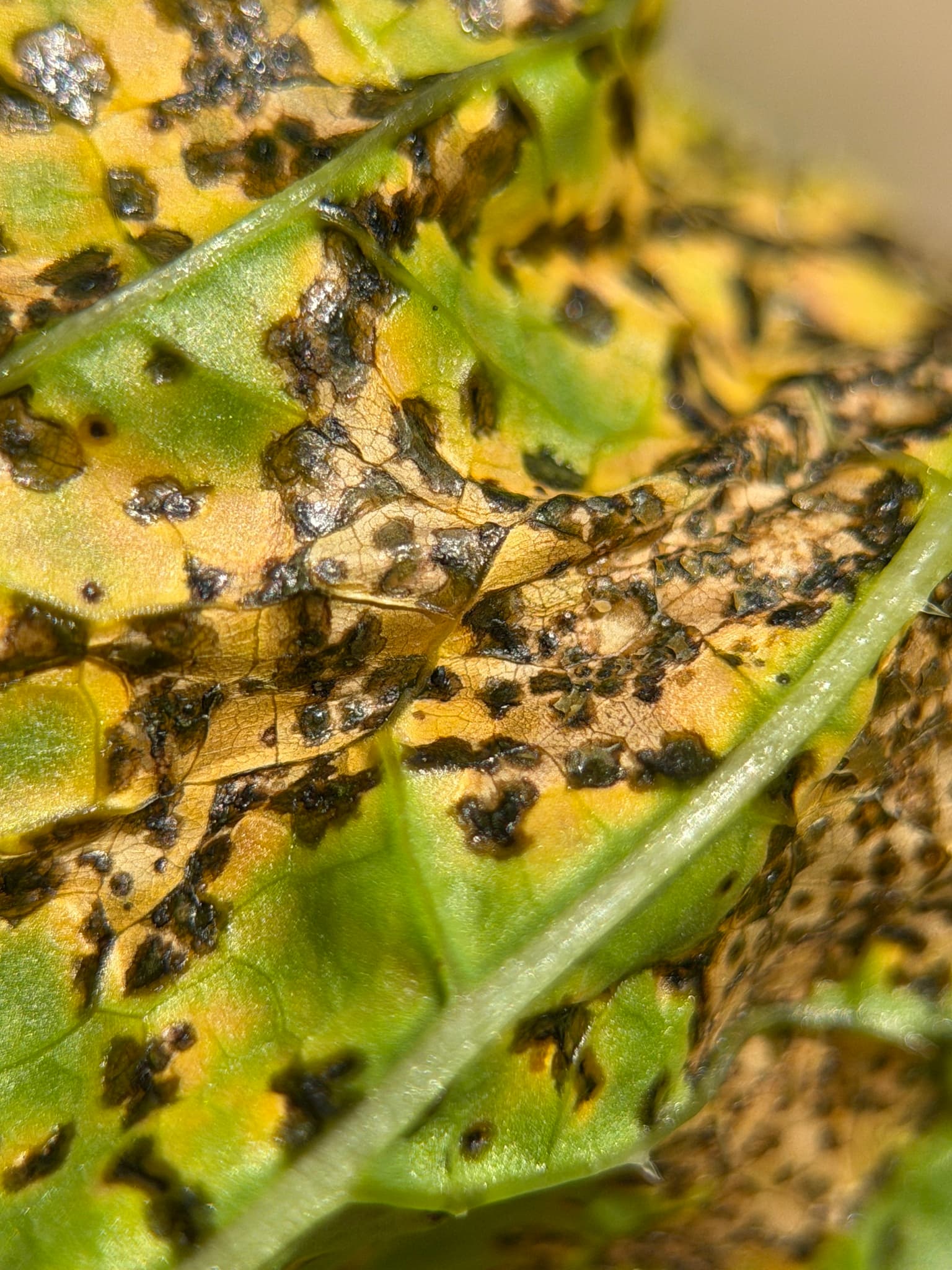 Patarea neagra a rapitei: Alternaria brassicae pe Brassica