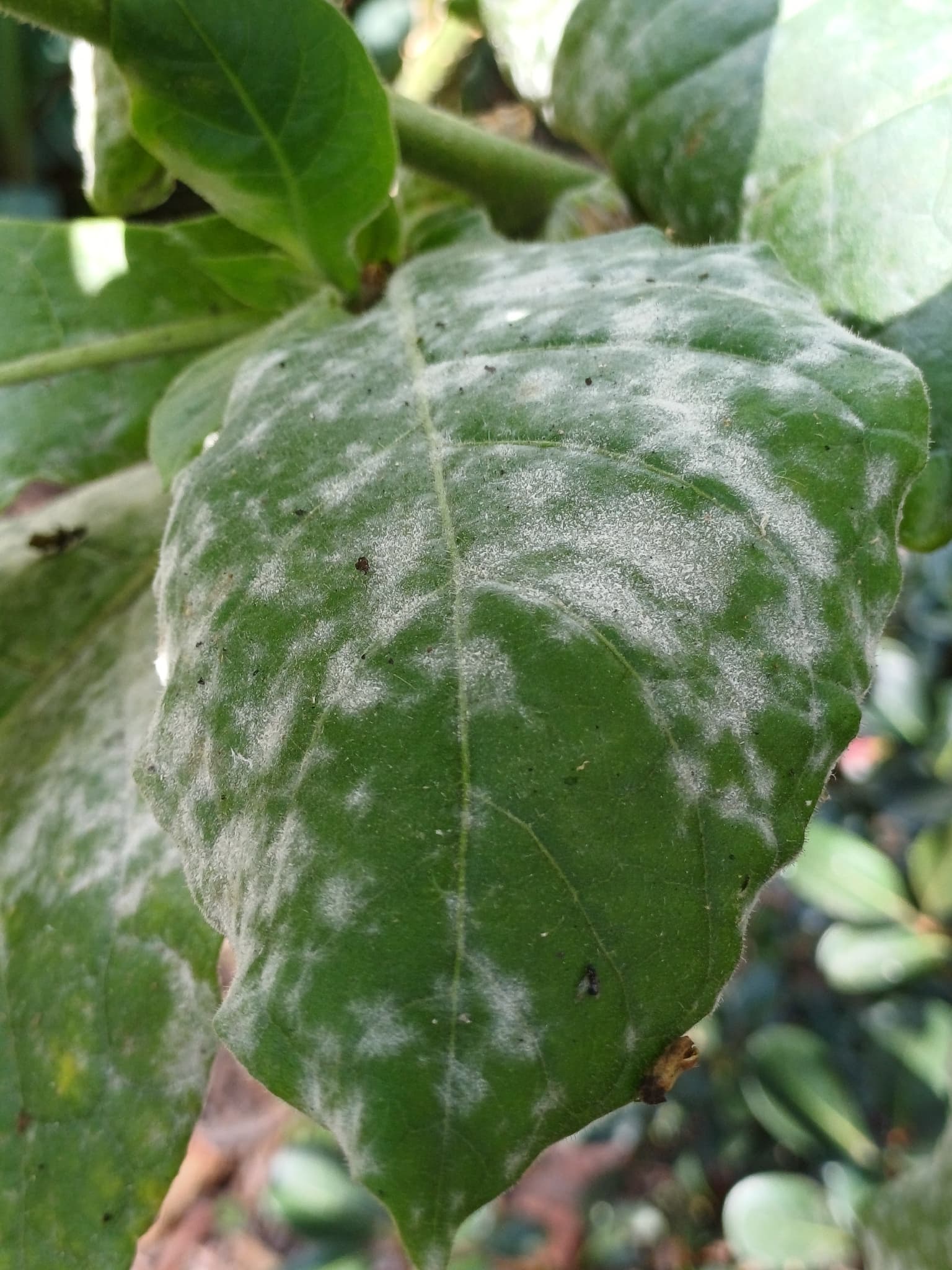 Fainare la tutun: Golovinomyces tabaci on cultivated tobacco