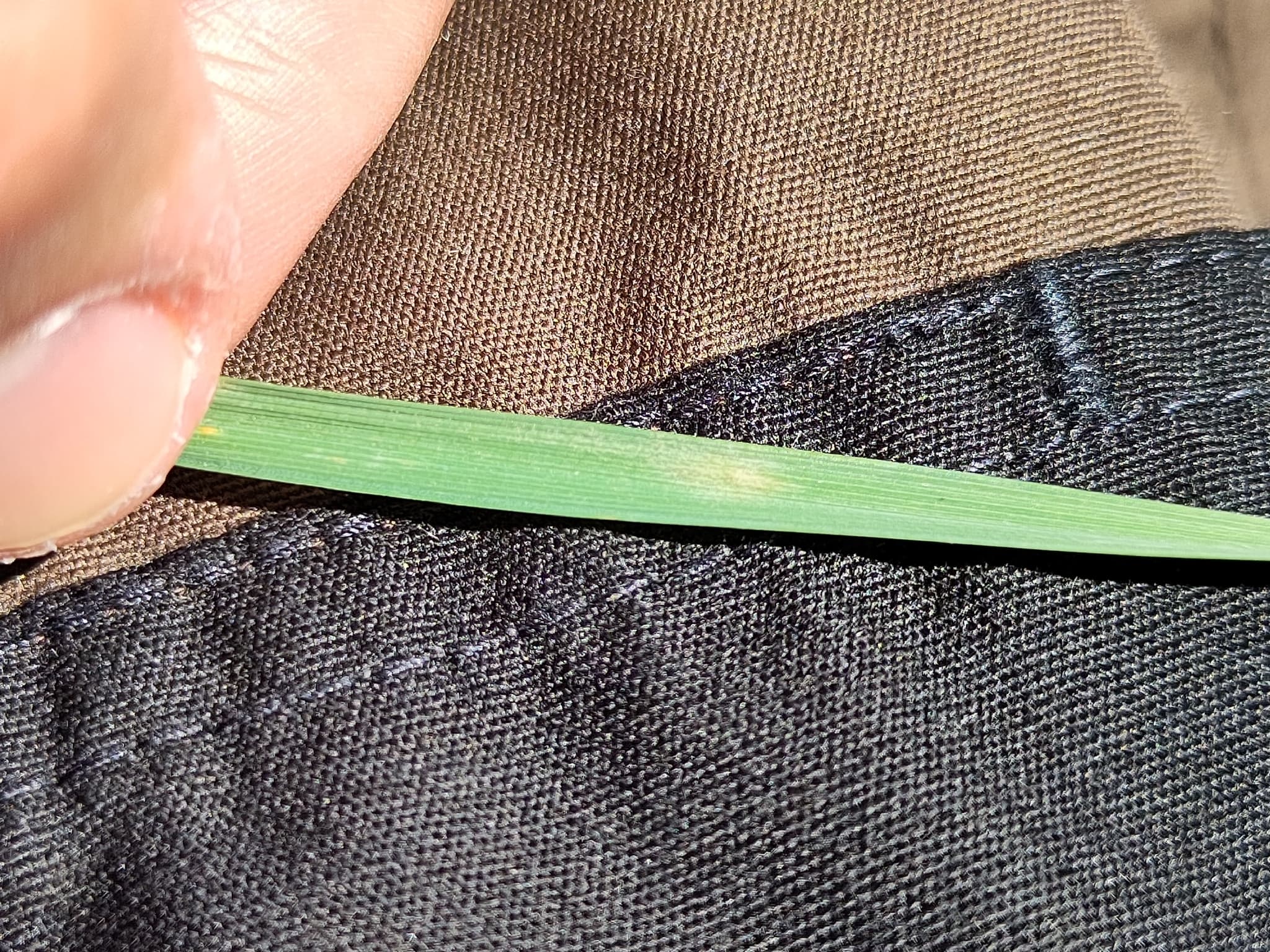 Făinare la teff: Blumeria graminis cu simptom vizibil pe frunză de Poaceae.