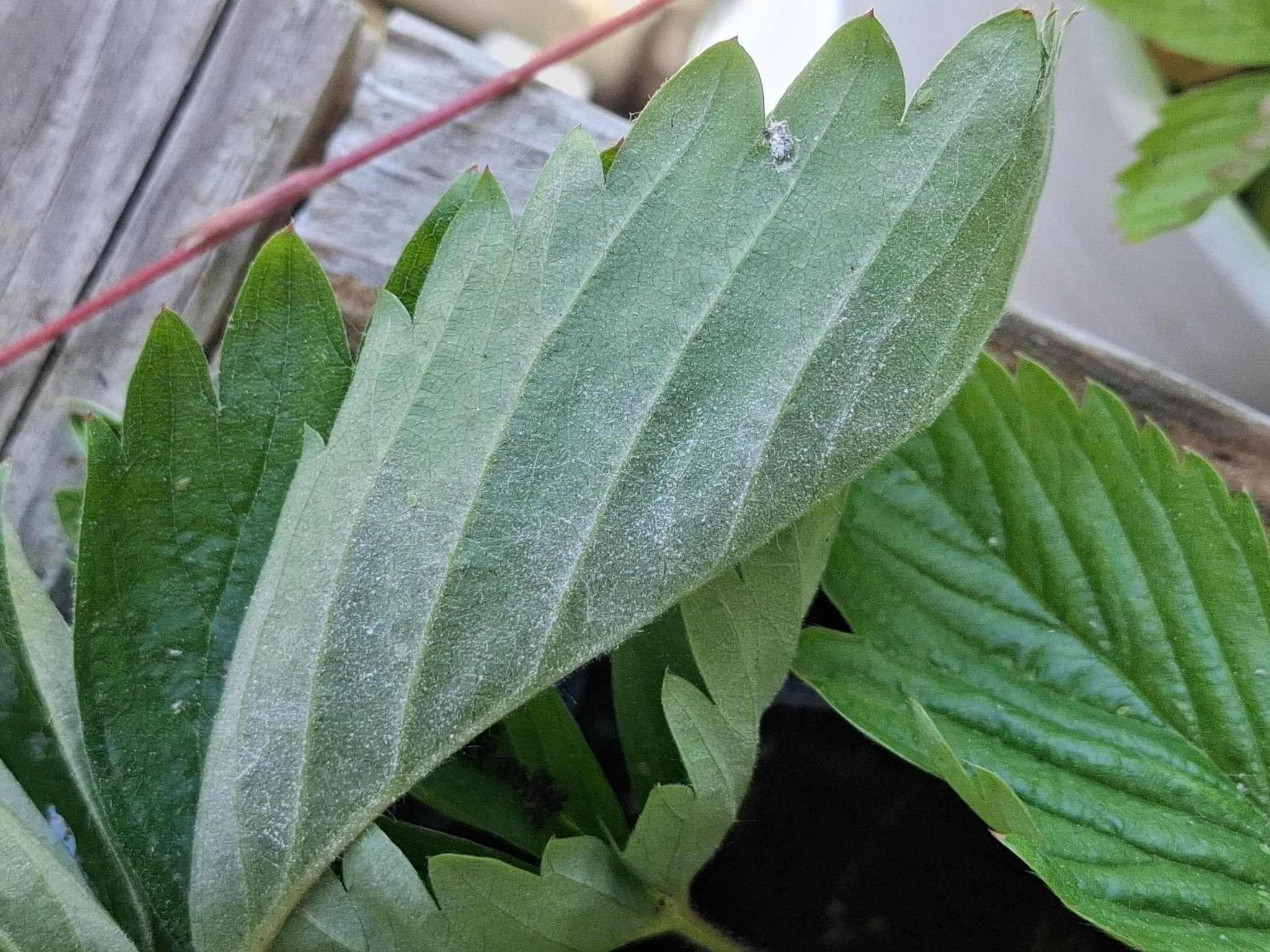 Fainare la capsun remontant: Podosphaera fragariae pe Fragaria vesca