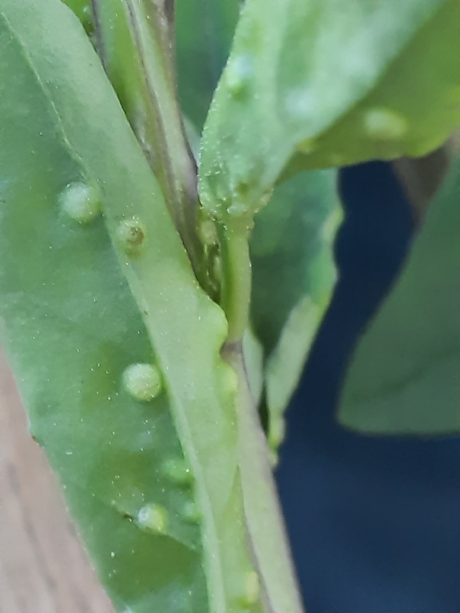 Acarienii goji: Aceria kuko