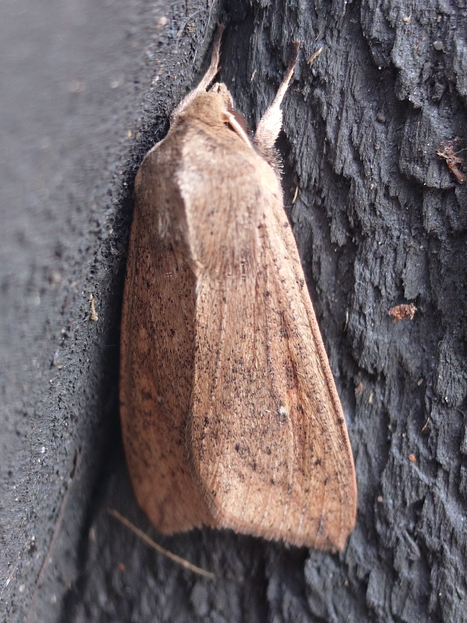 Adult de Pseudaletia separata, sinonim folosit pentru Mythimna separata, armyworm asociat cerealelor.