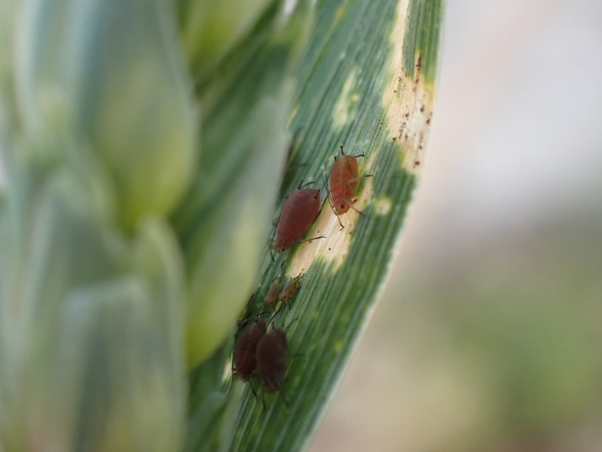 English grain aphids visible on a Triticum leaf.