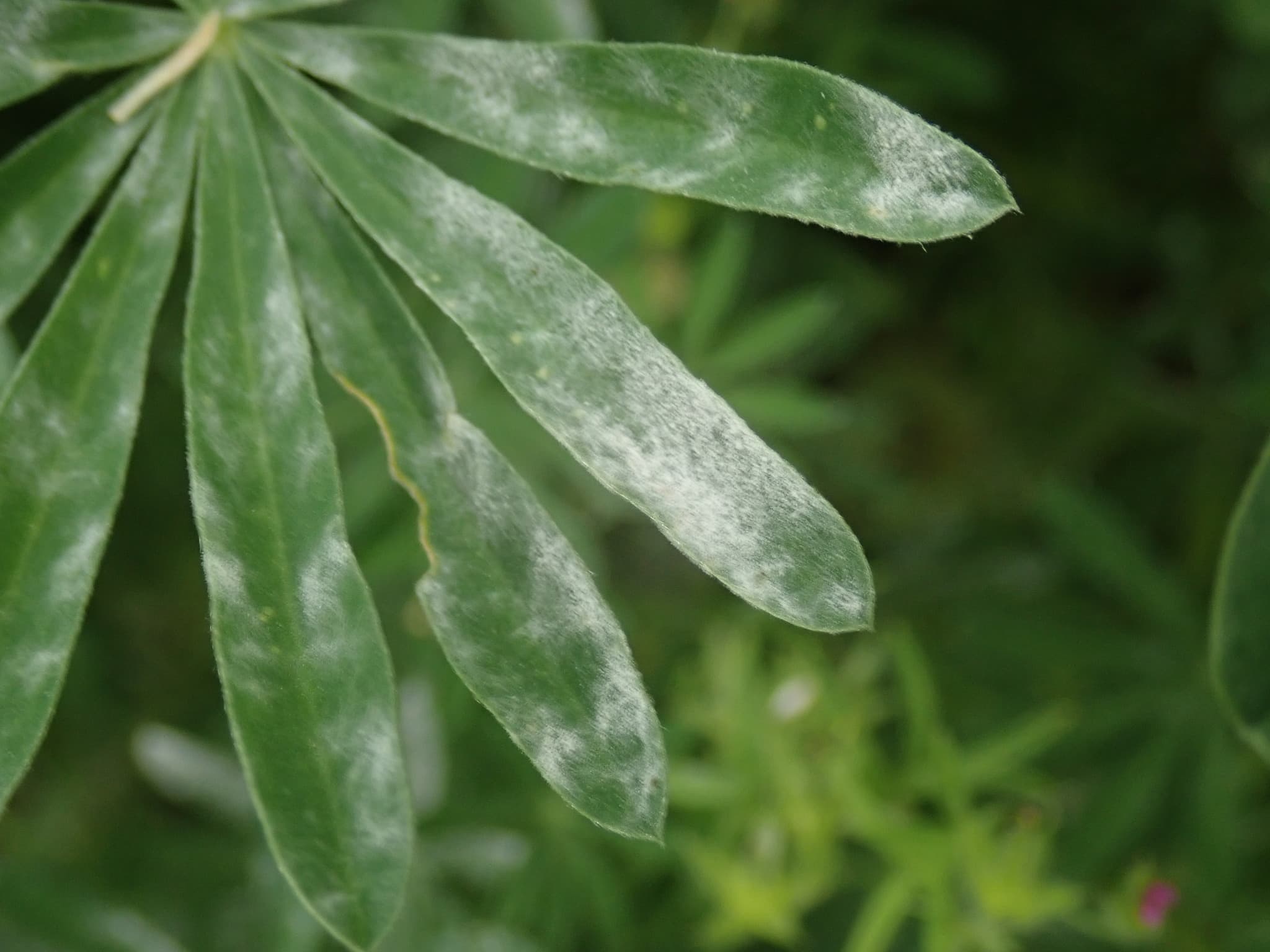 Făinare la linte verde: Erysiphe pisi pe lupin, fallback Fabaceae pentru linte.