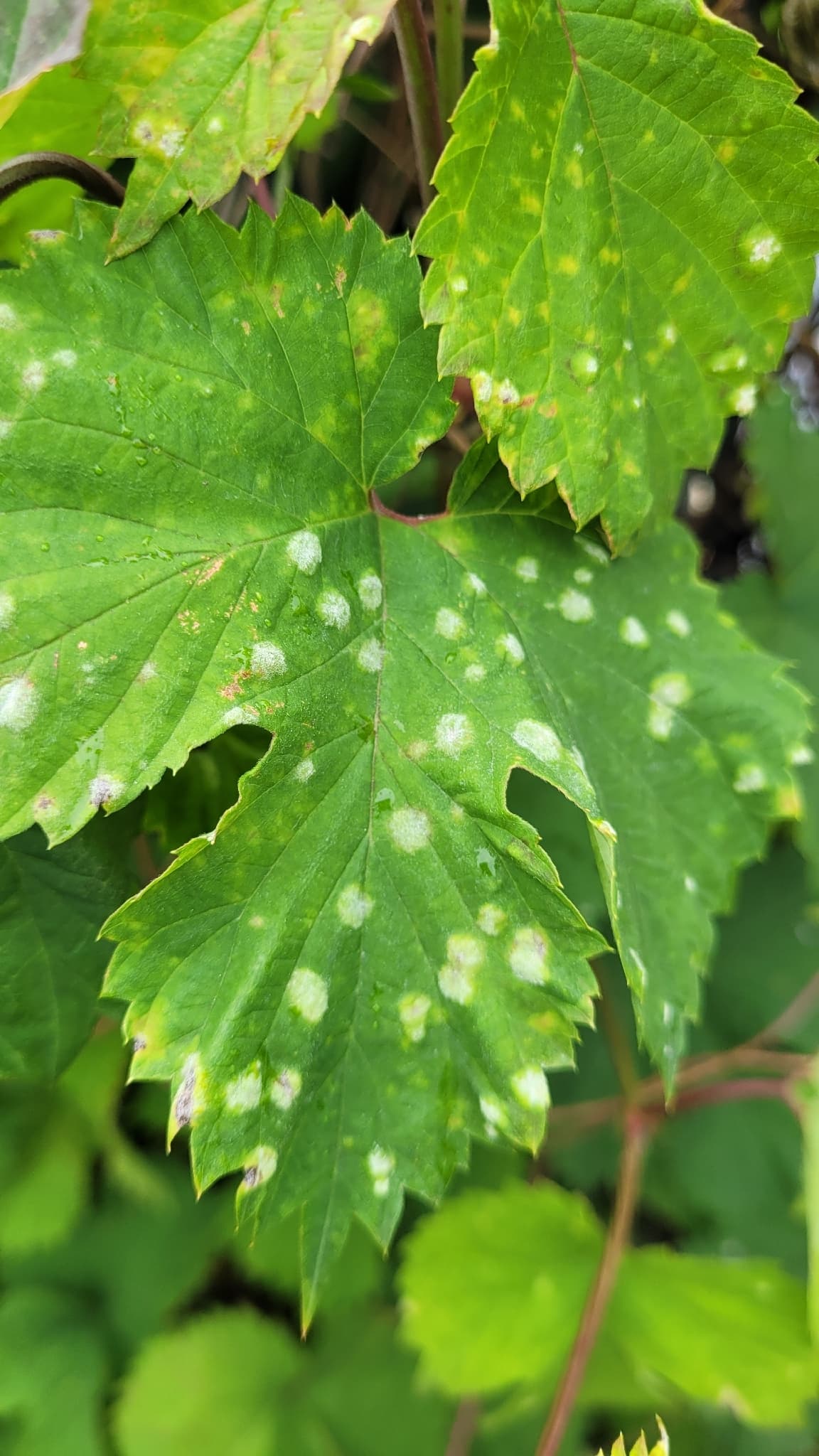 Fainare pe Rubus armeniacus, frunze de mur cu pete albicioase vizibile.