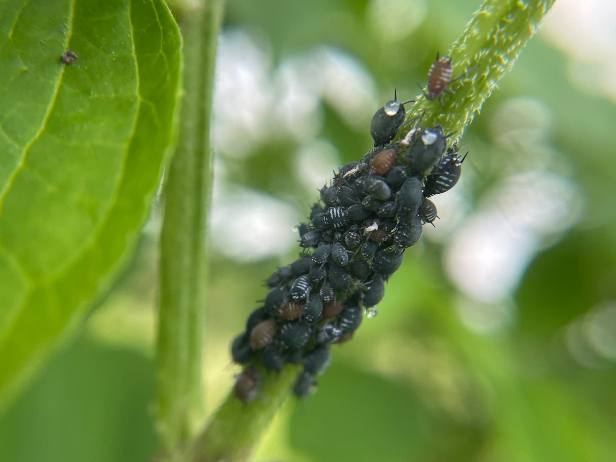 Afide la soc: Aphis sambuci aphids on Sambucus.
