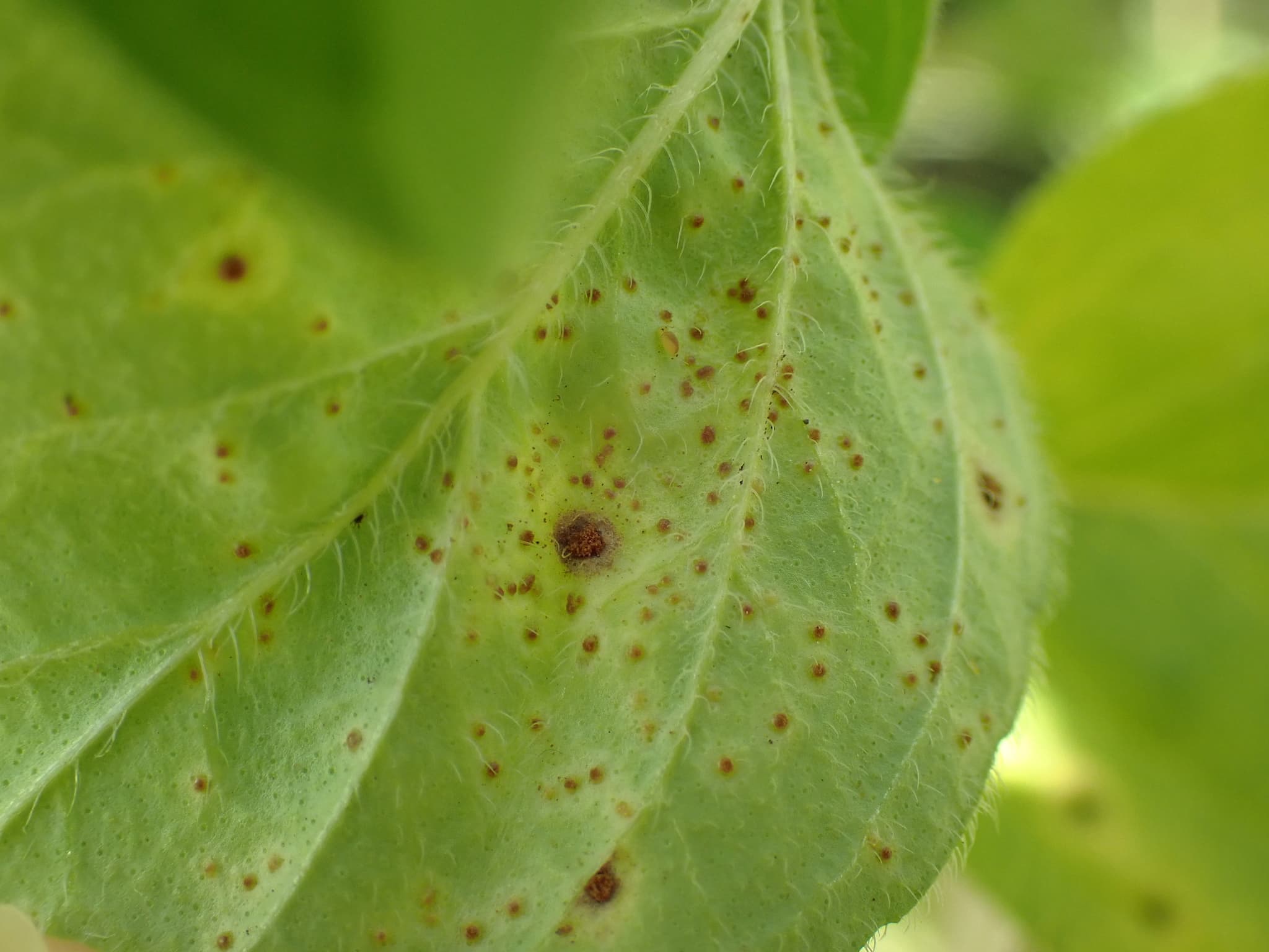 Rugina mentei: Puccinia menthae pe frunze de menta.