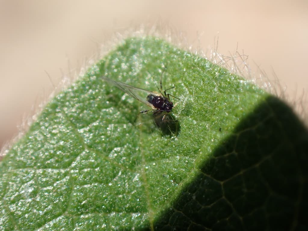 Aphis gossypii, afid al bumbacului, fara gazda confirmata in imagine.