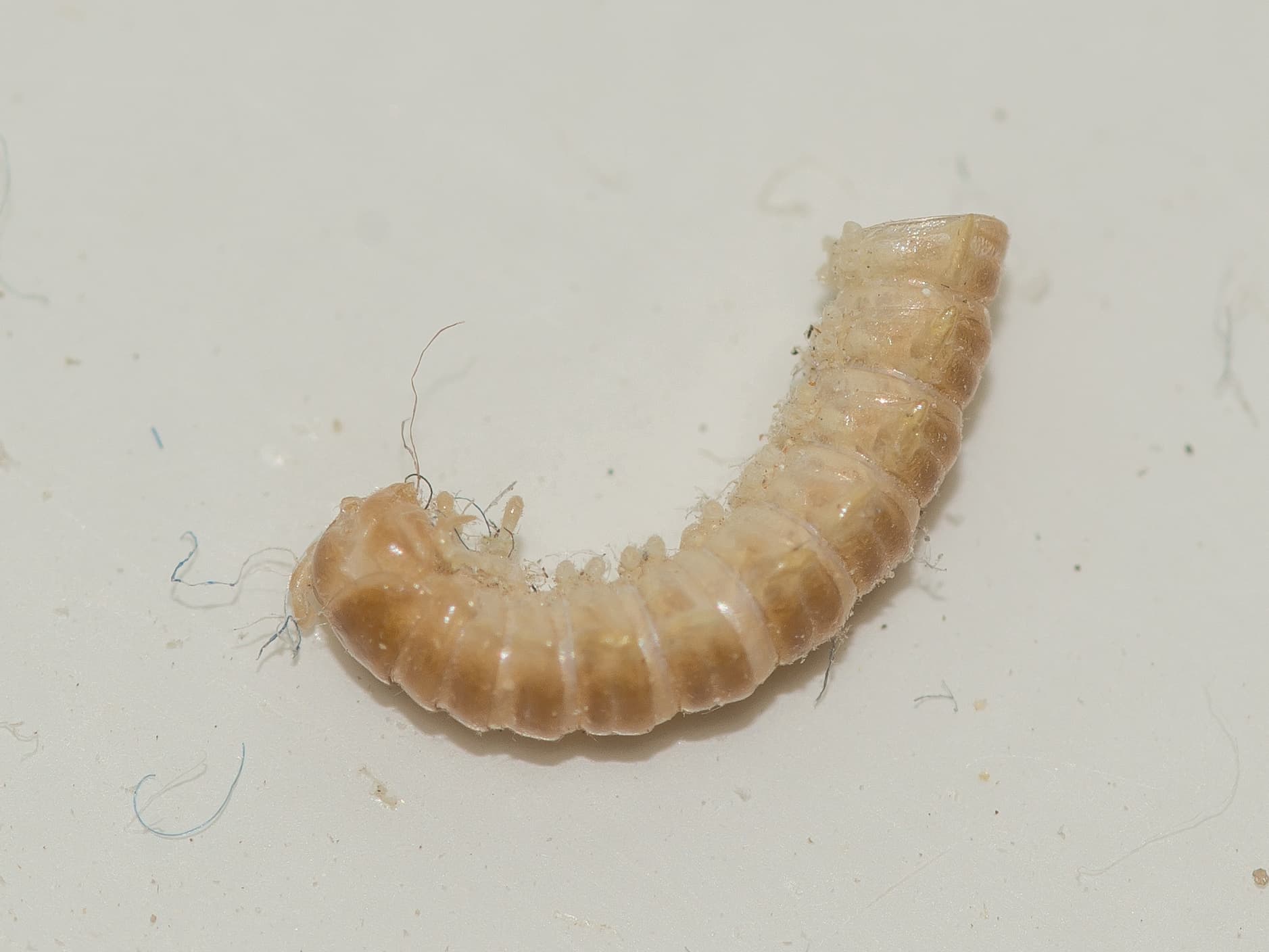 Adult de Byturus tomentosus, gandacul zmeurului.