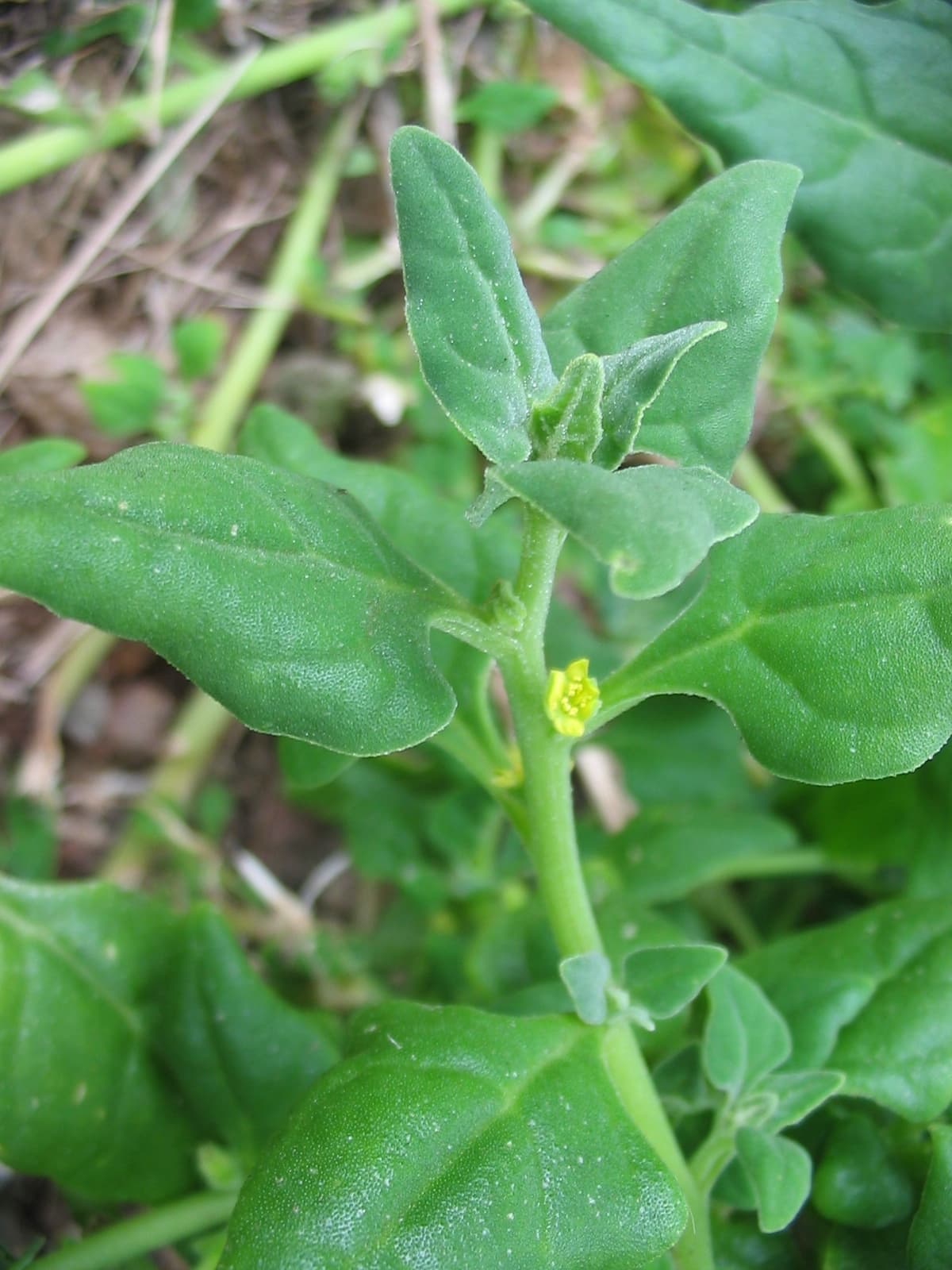 Spanac de Noua Zeelandă - imagine reprezentativă pentru ghidul AgroDex.