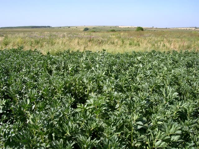 Imagine pentru Bob: Bean crop and wild grasses on West Hill, Worth Matravers, Isle of Purbeck - geograph.org.uk - 27932
