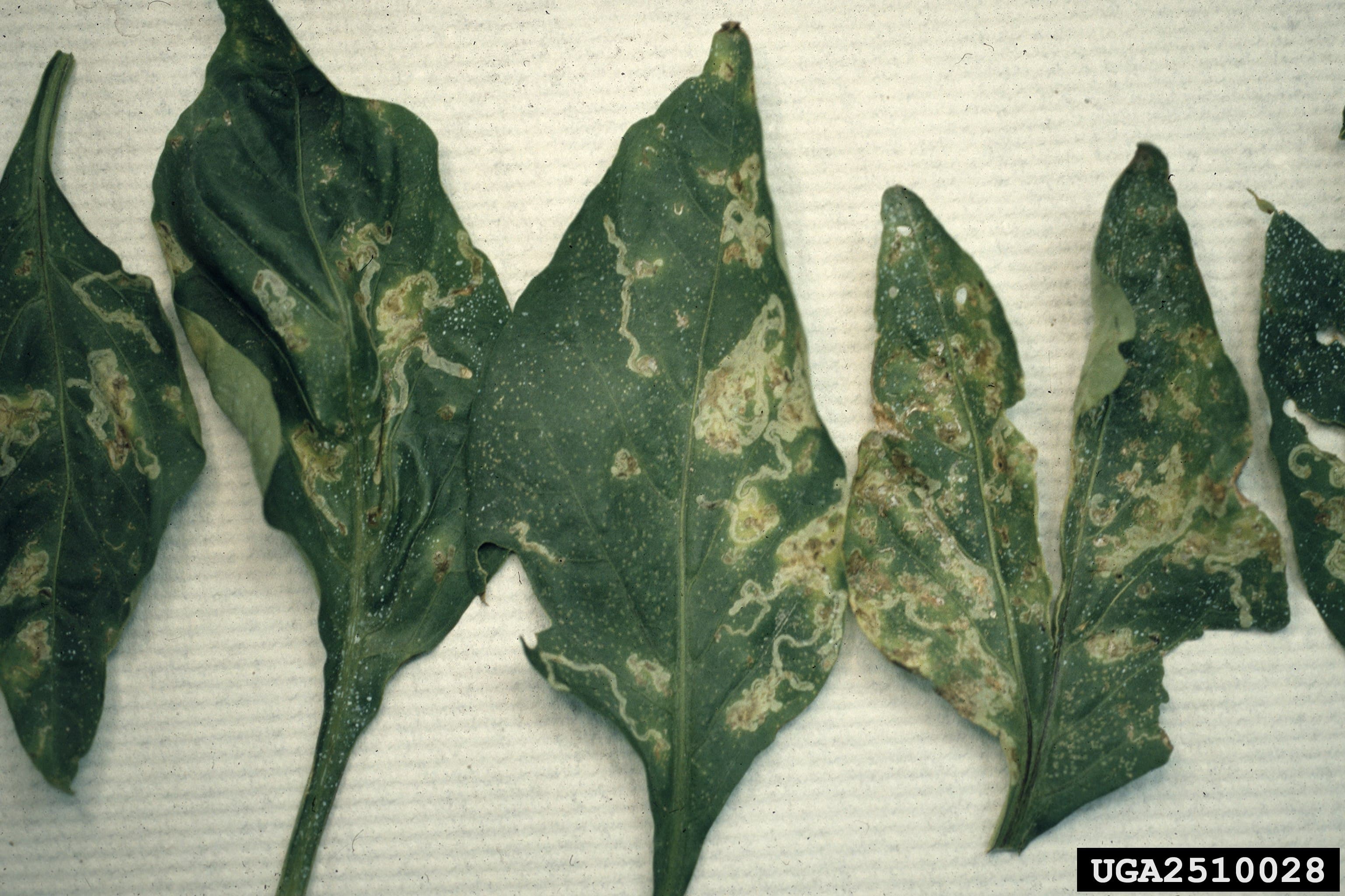 Musculita miniera: Liriomyza leafminer fly