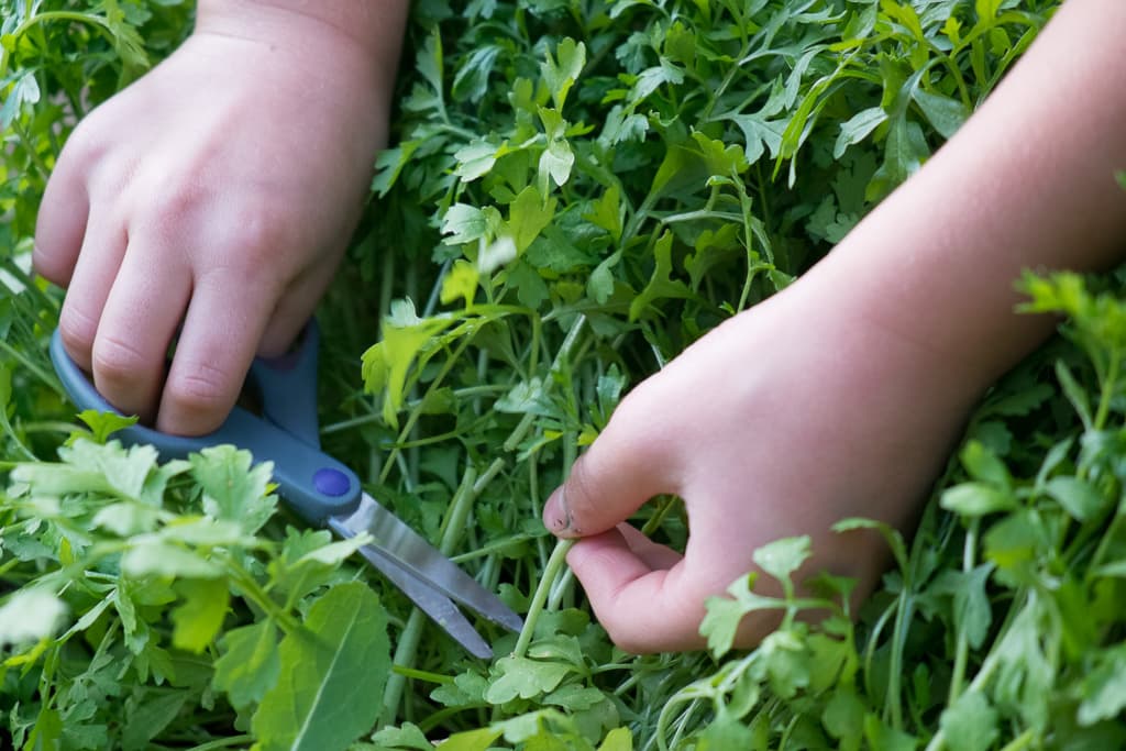 Creson de grădină - imagine reprezentativă pentru ghidul AgroDex.
