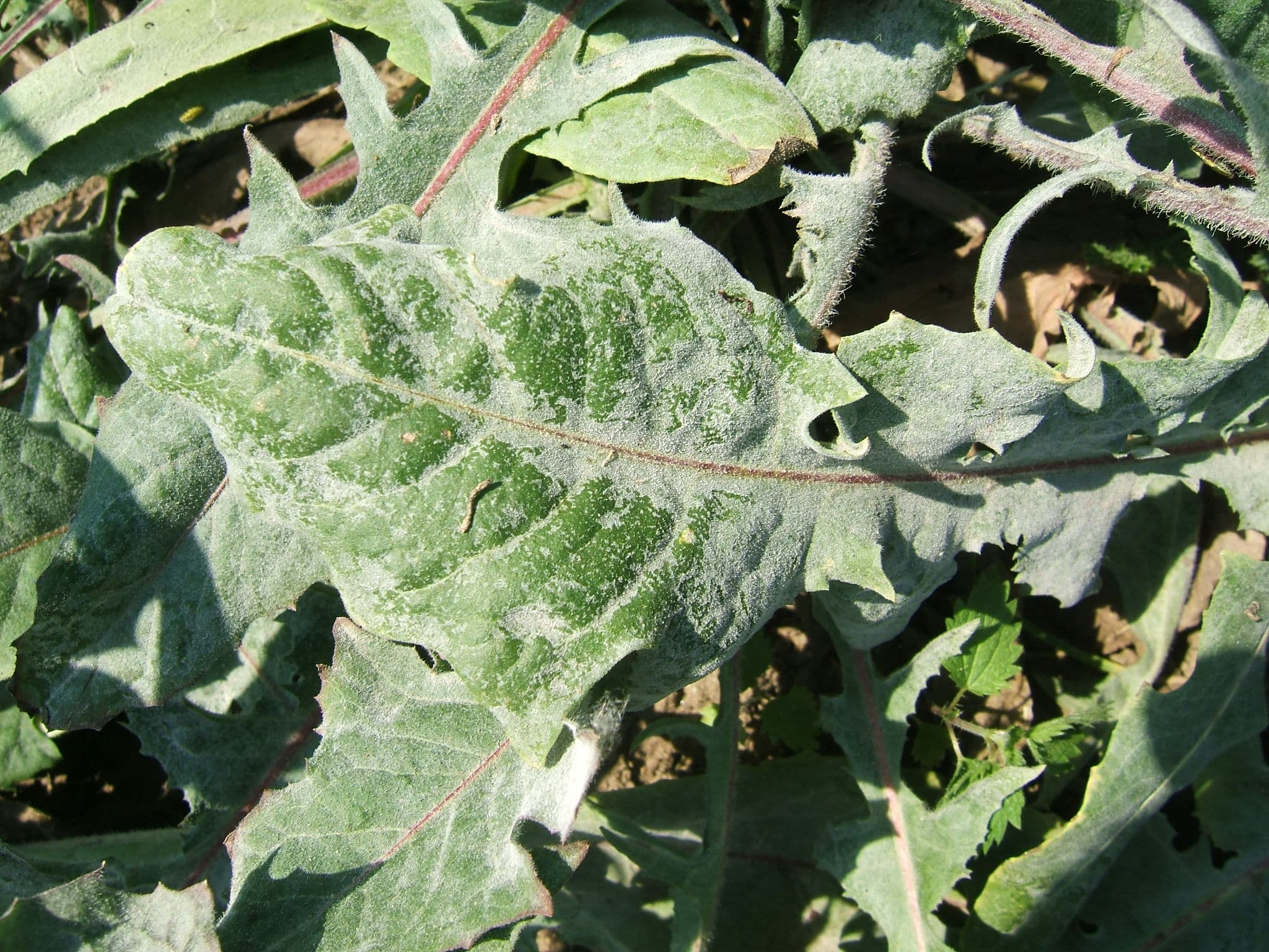 Fainare la cicoare: Golovinomyces cichoracearum pe frunze de Cichorium intybus