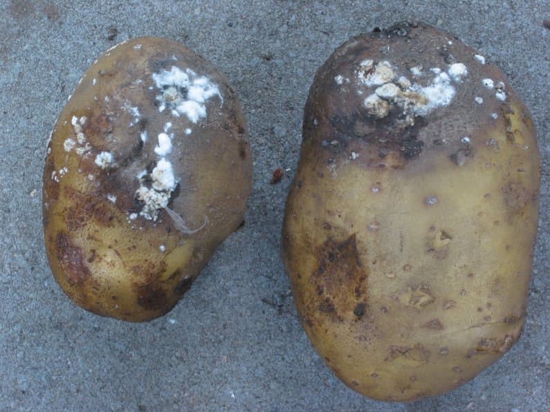 Imagine pentru Mana cartofului: Aardappel Phytophthora Fresco