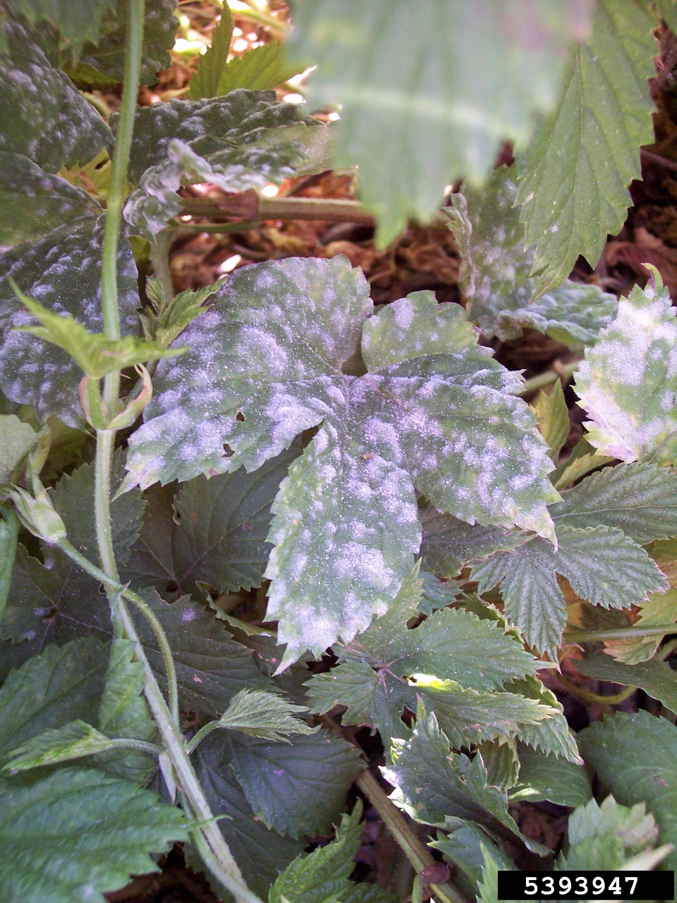 Hamei: imagine de referinta asociata cu Făinare la hamei: simptome, diagnostic și management integrat. Fainare la hamei: powdery mildew symptoms on hop leaves
