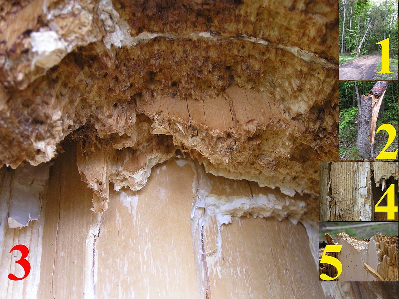 Imagine pentru Putregaiul tulpinii: Snag tree fomitopsis pinicola white rot on picea 3 beentree