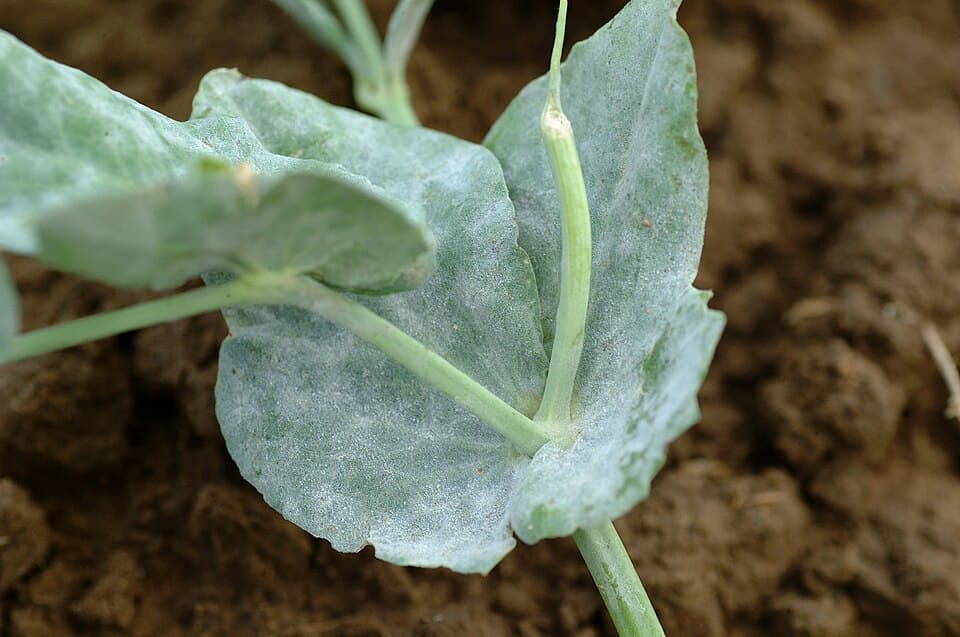Fainare la mazare furajera: pea leaf covered with white powdery mildew.
