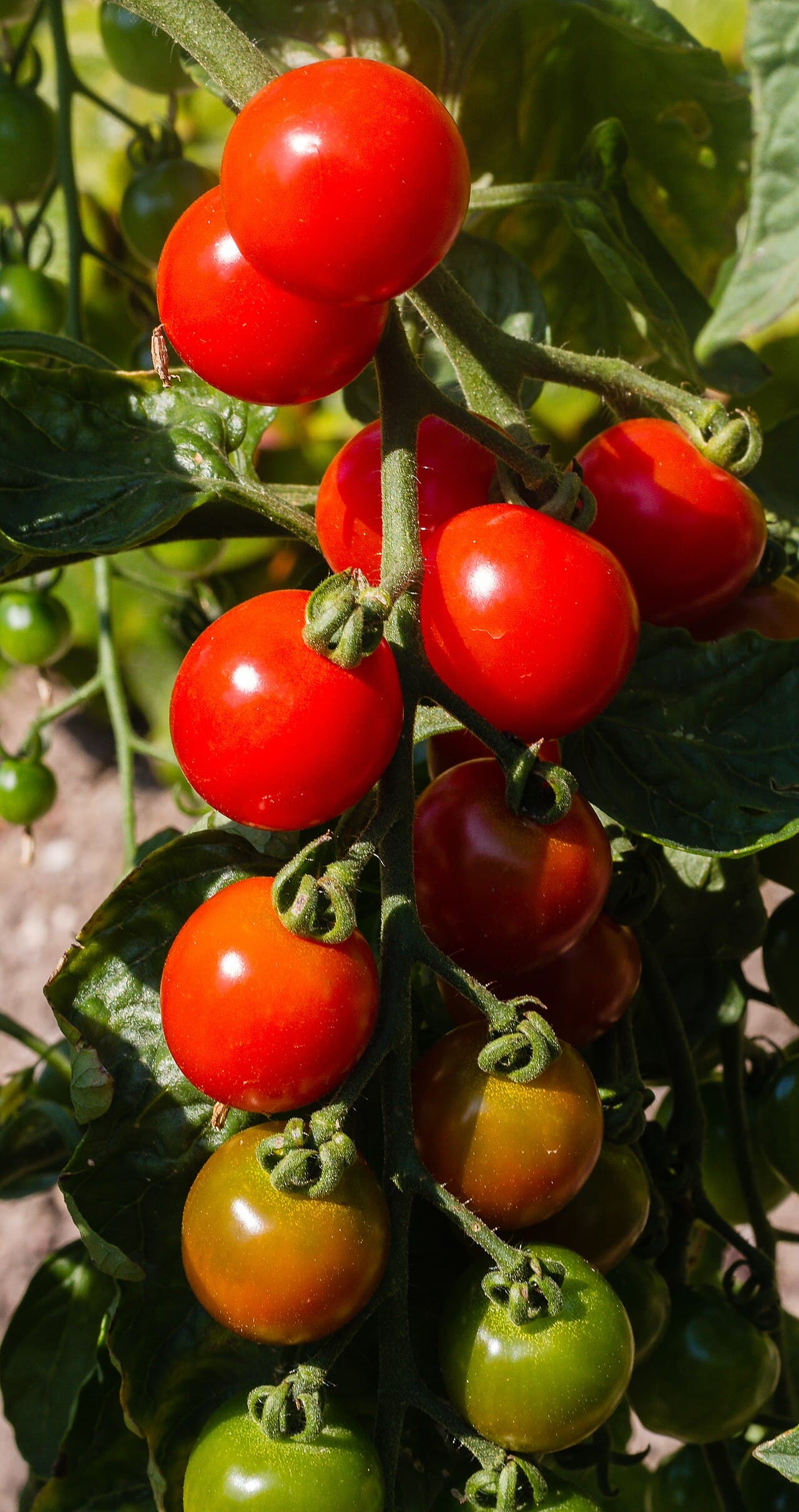 Imagine cu tomate pe plantă pentru ghidul AgroDex despre cultura tomatelor